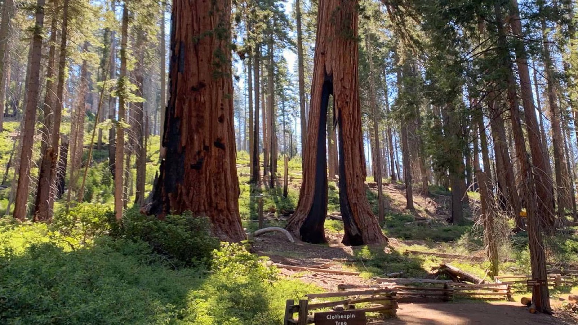 Yosemite - Mariposa Grove of Giant Sequoias — photo 1