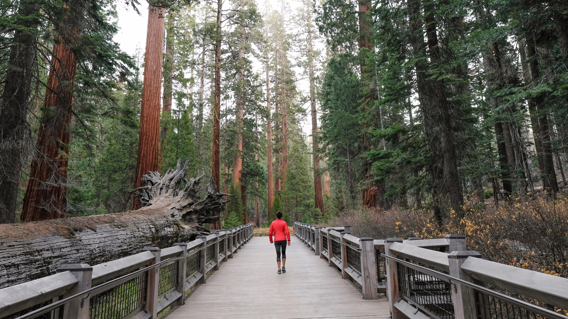Yosemite - Mariposa Grove of Giant Sequoias — photo 2