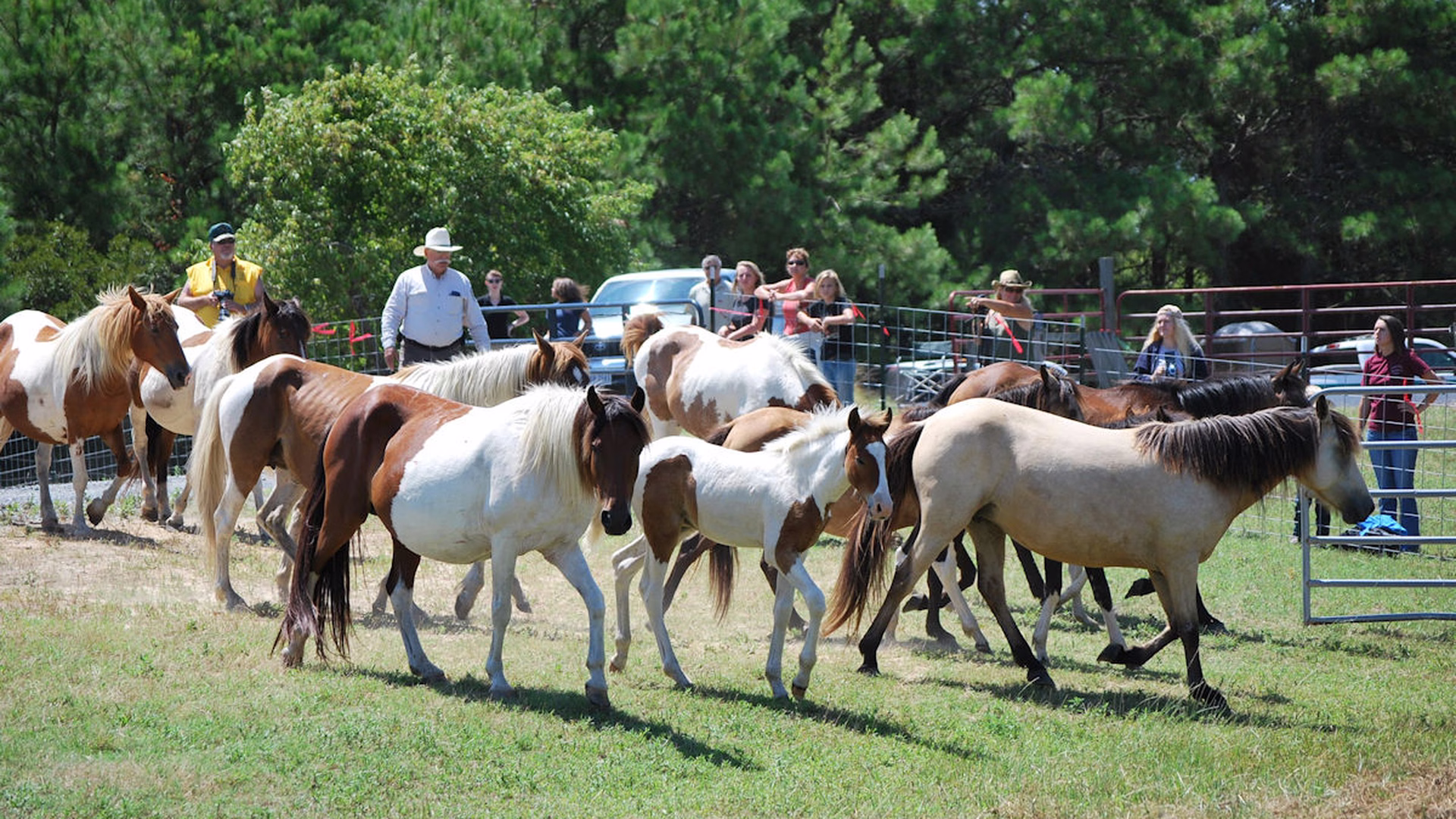 Chincoteague Pony Swim — photo 1