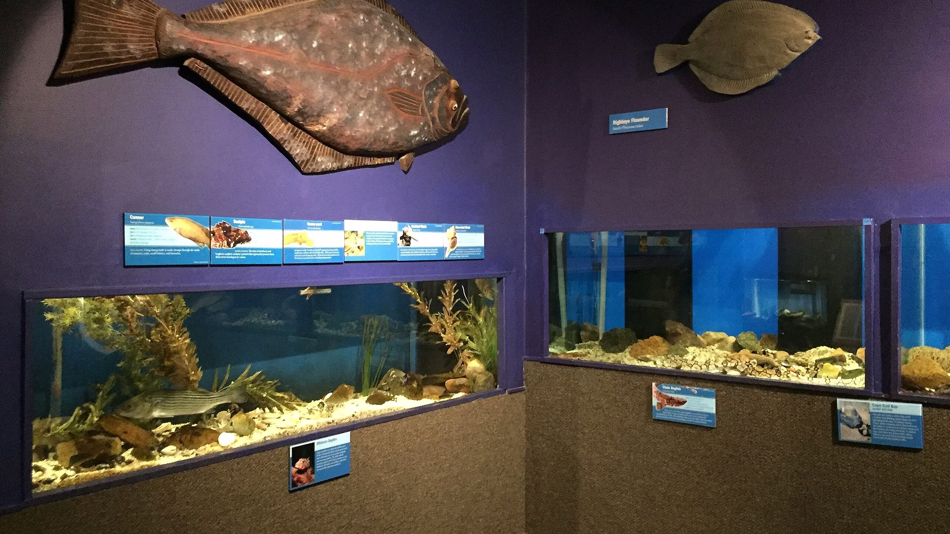Cape Cod Museum of Natural History — photo 1
