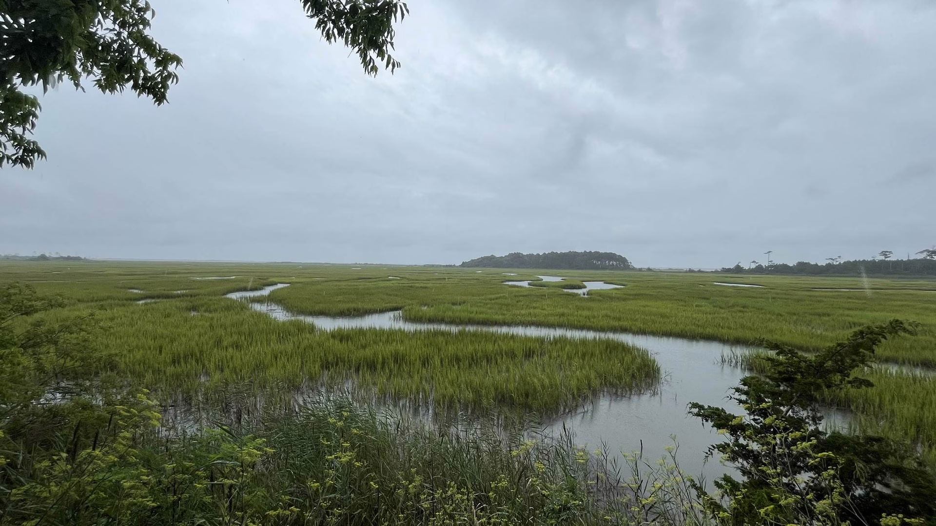 Eastern Shore of Virginia National Wildlife Refuge — photo 2