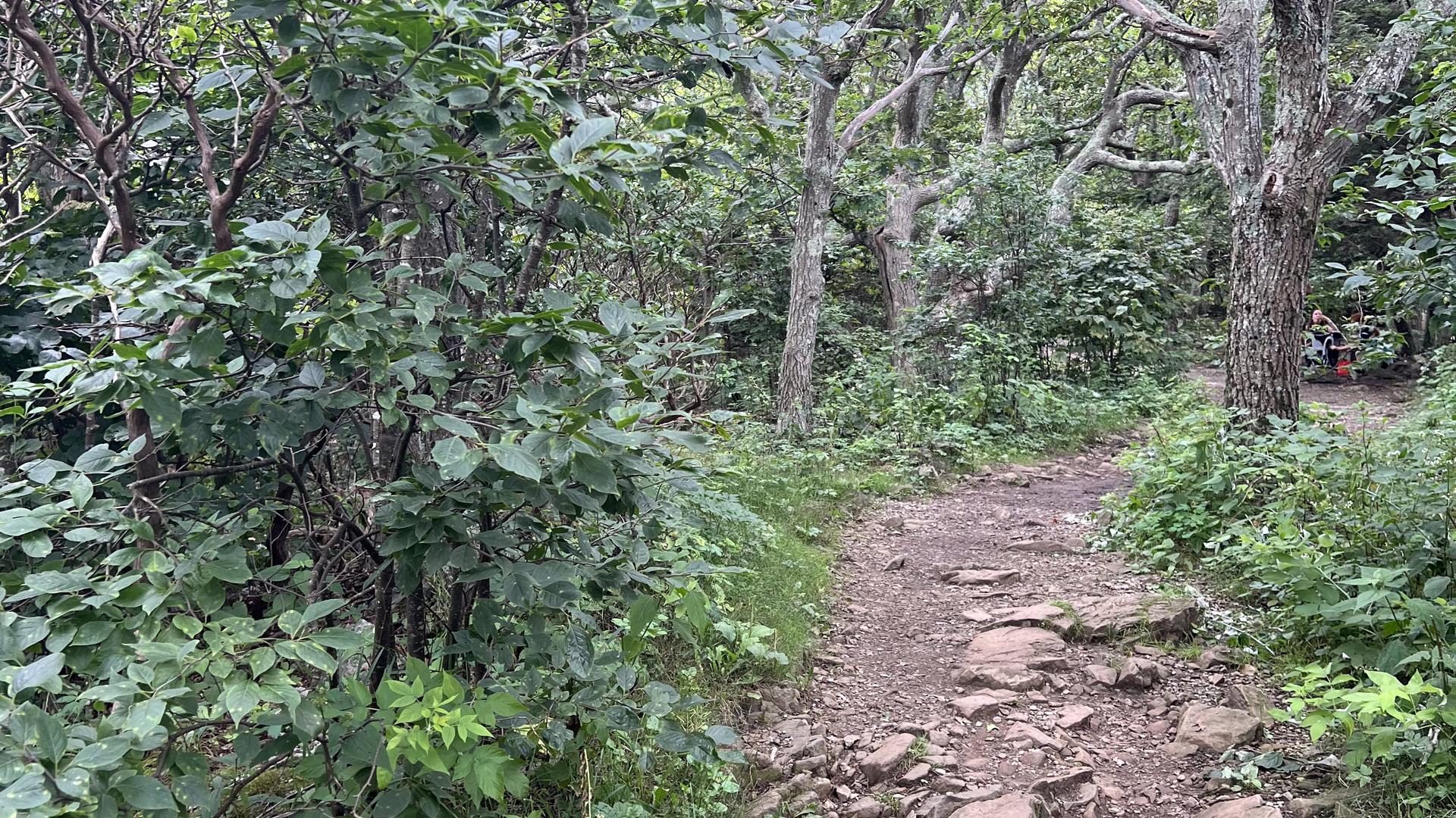 Stony Man Mountain Summit — photo 2