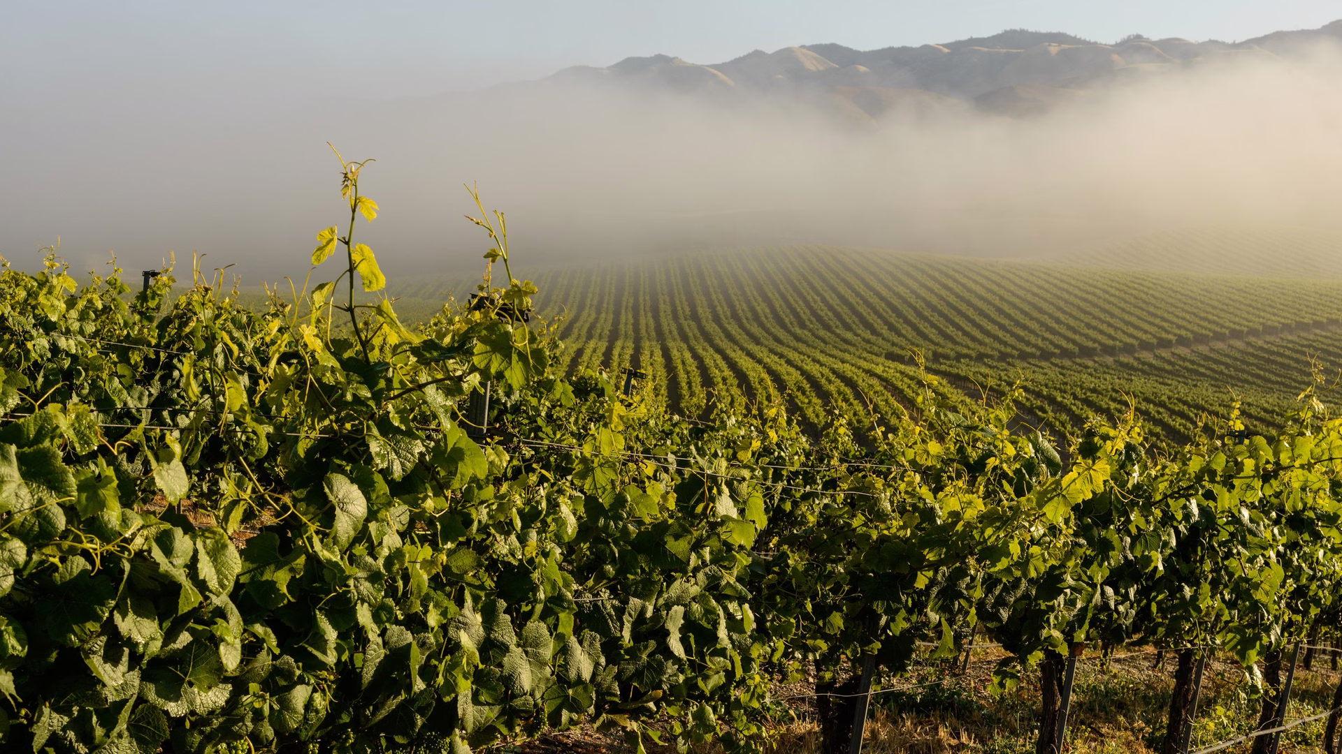 Tolosa Winery — photo 1