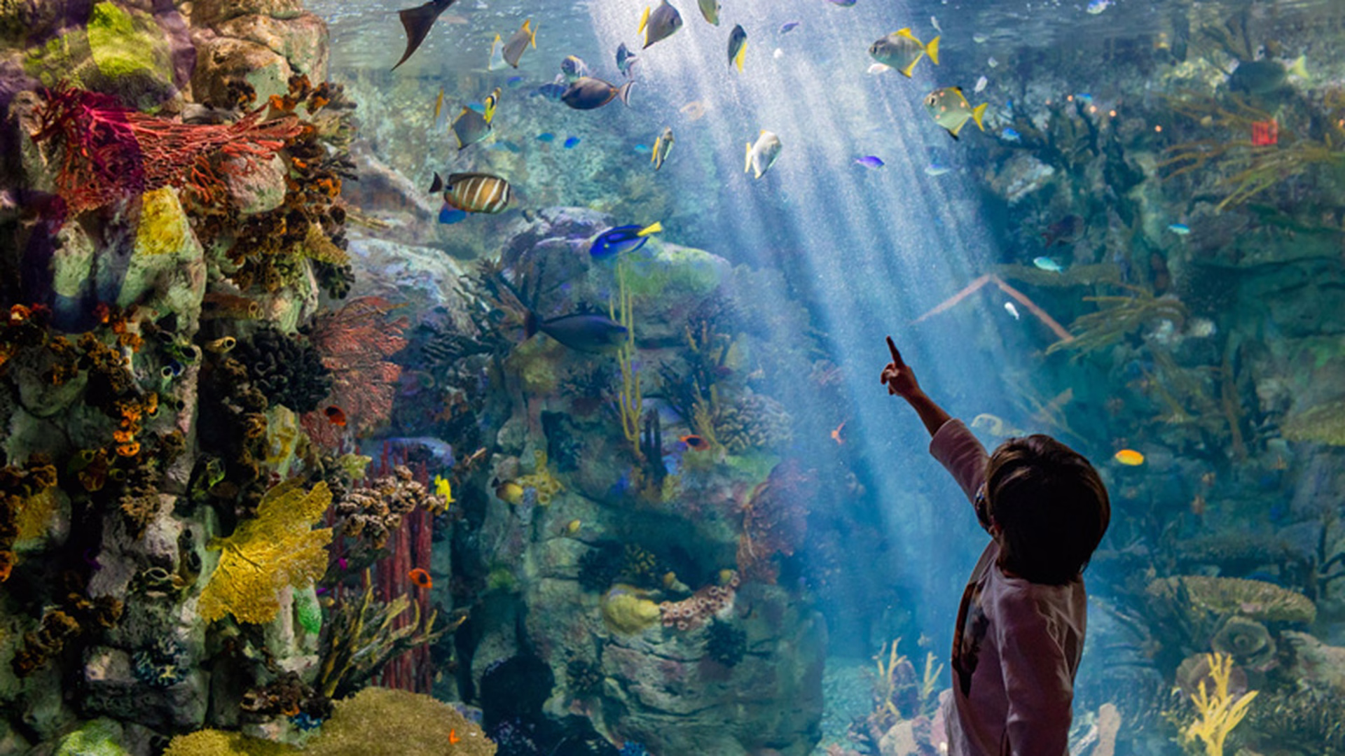 Birch Aquarium at Scripps — photo 1