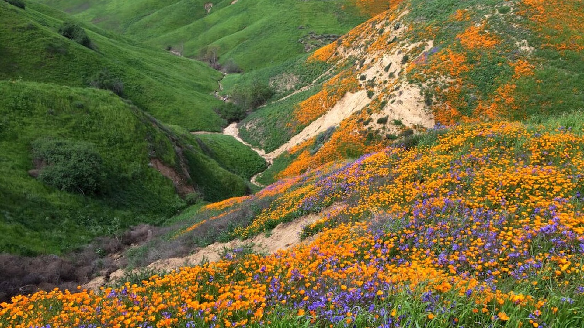 Chino Hills State Park — photo 1