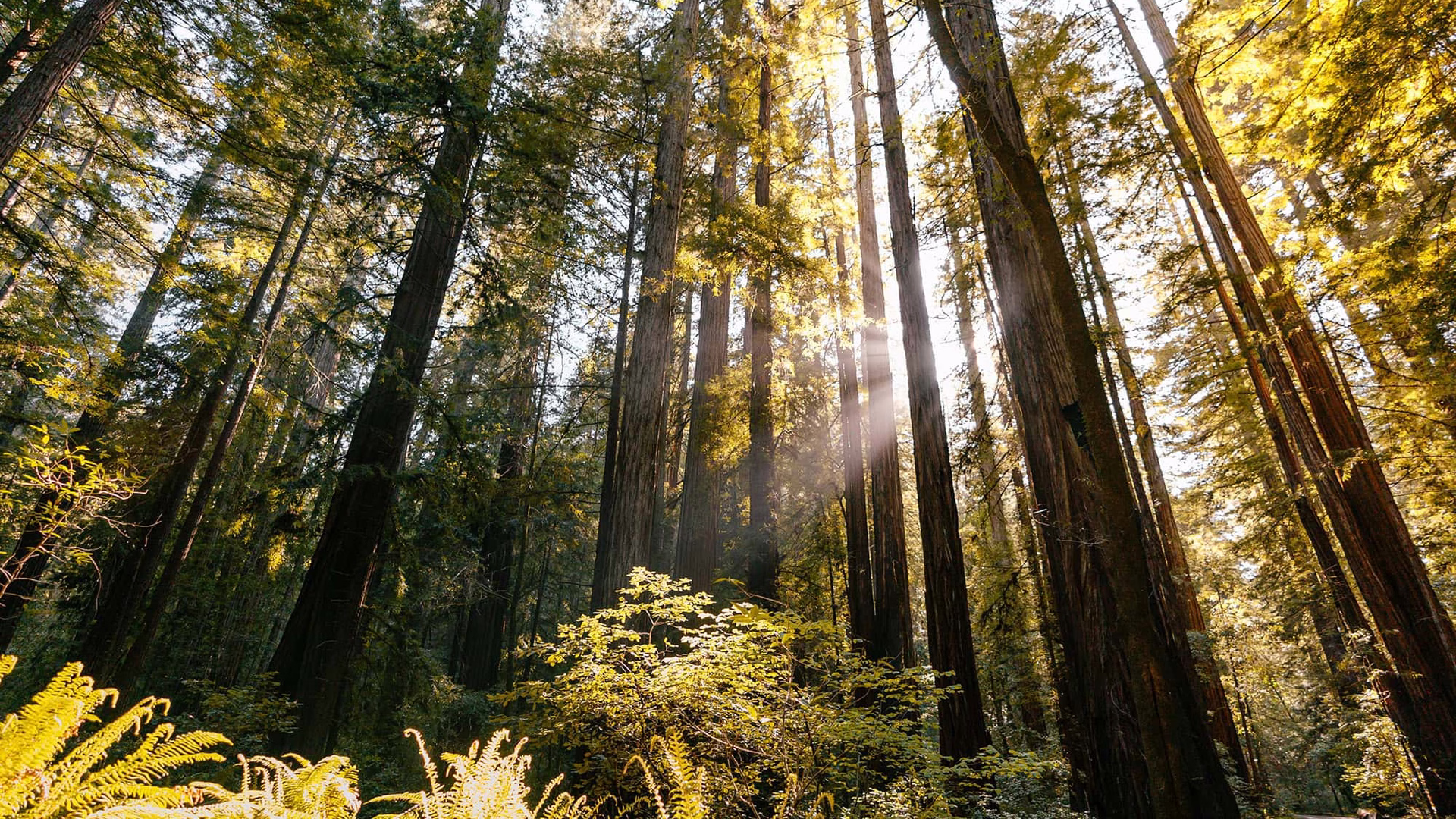 Armstrong Redwoods State Natural Reserve — photo 1