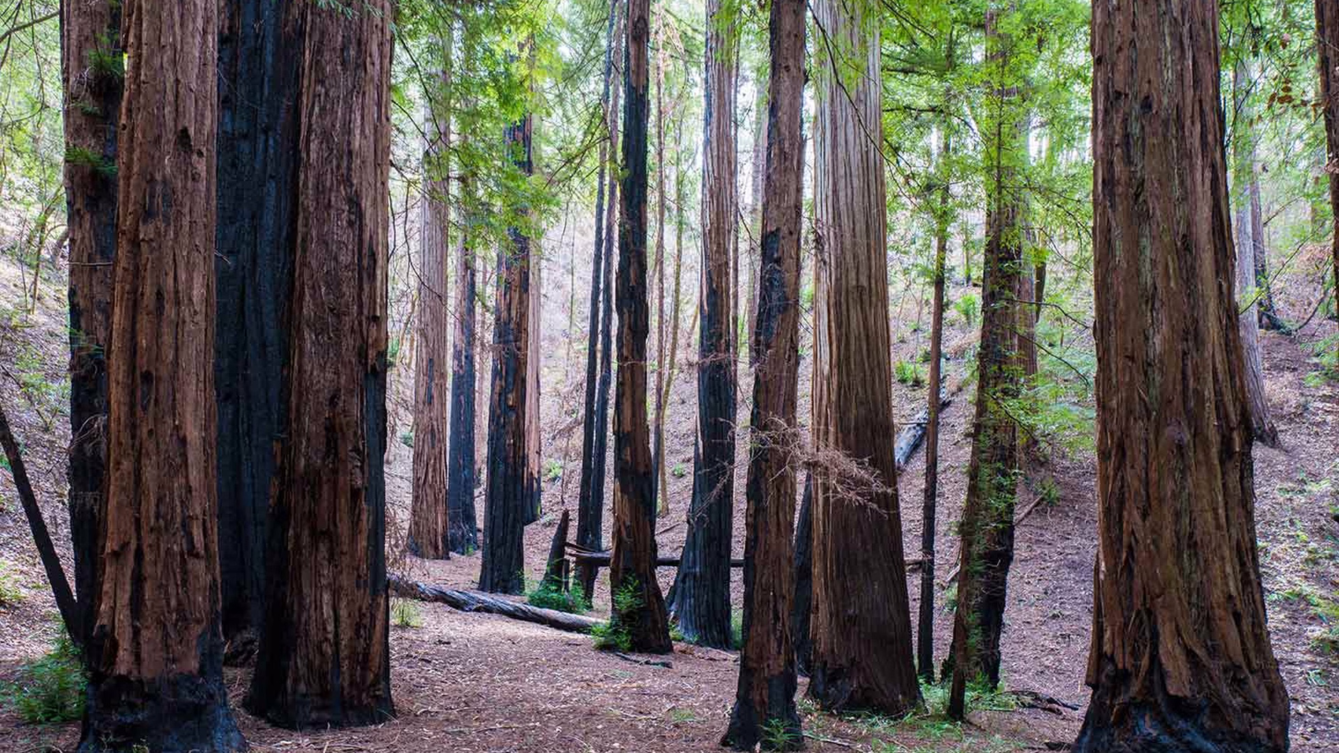 Armstrong Redwoods State Natural Reserve — photo 2