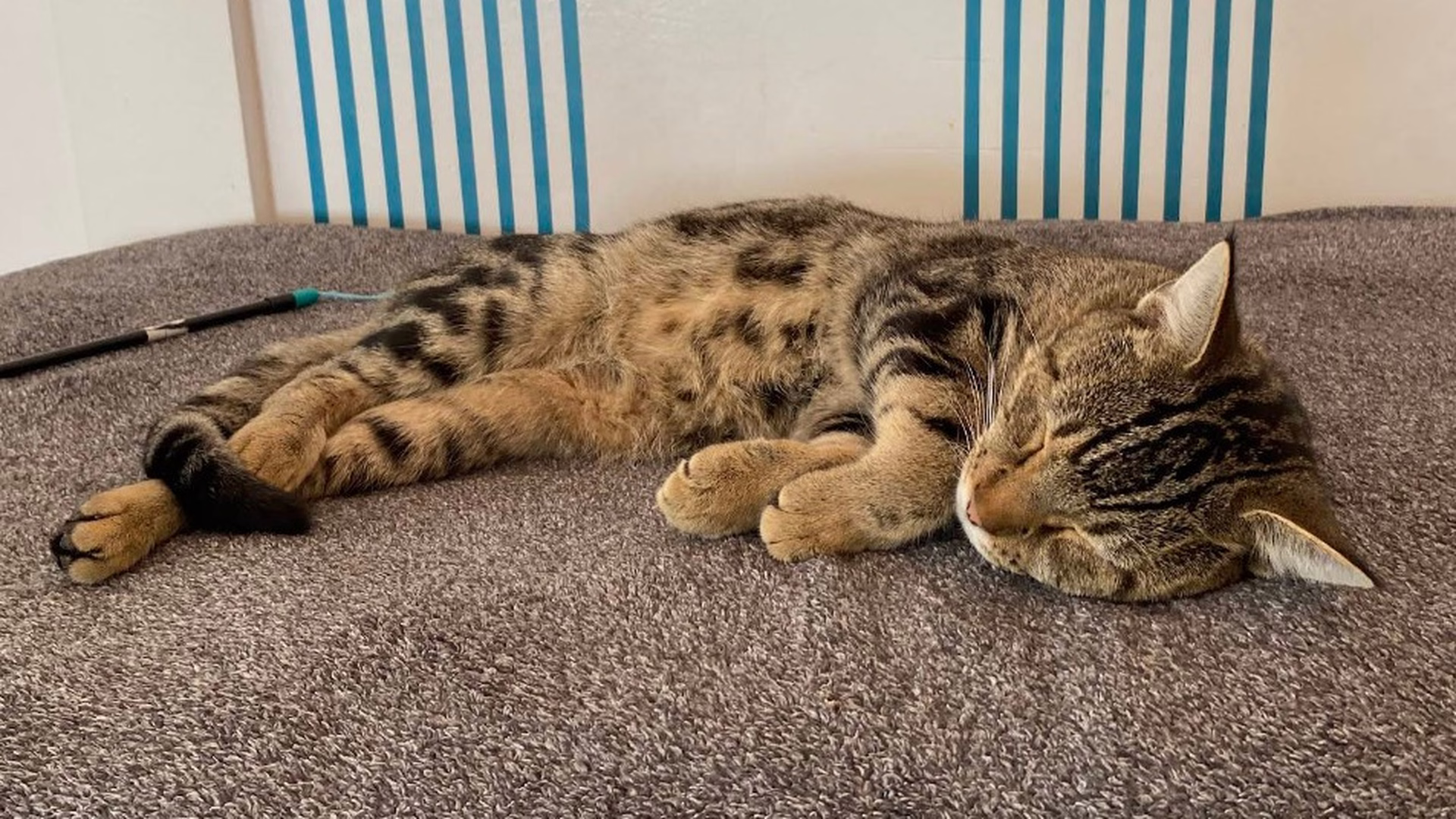 Purr Cup Cafe — photo 2
