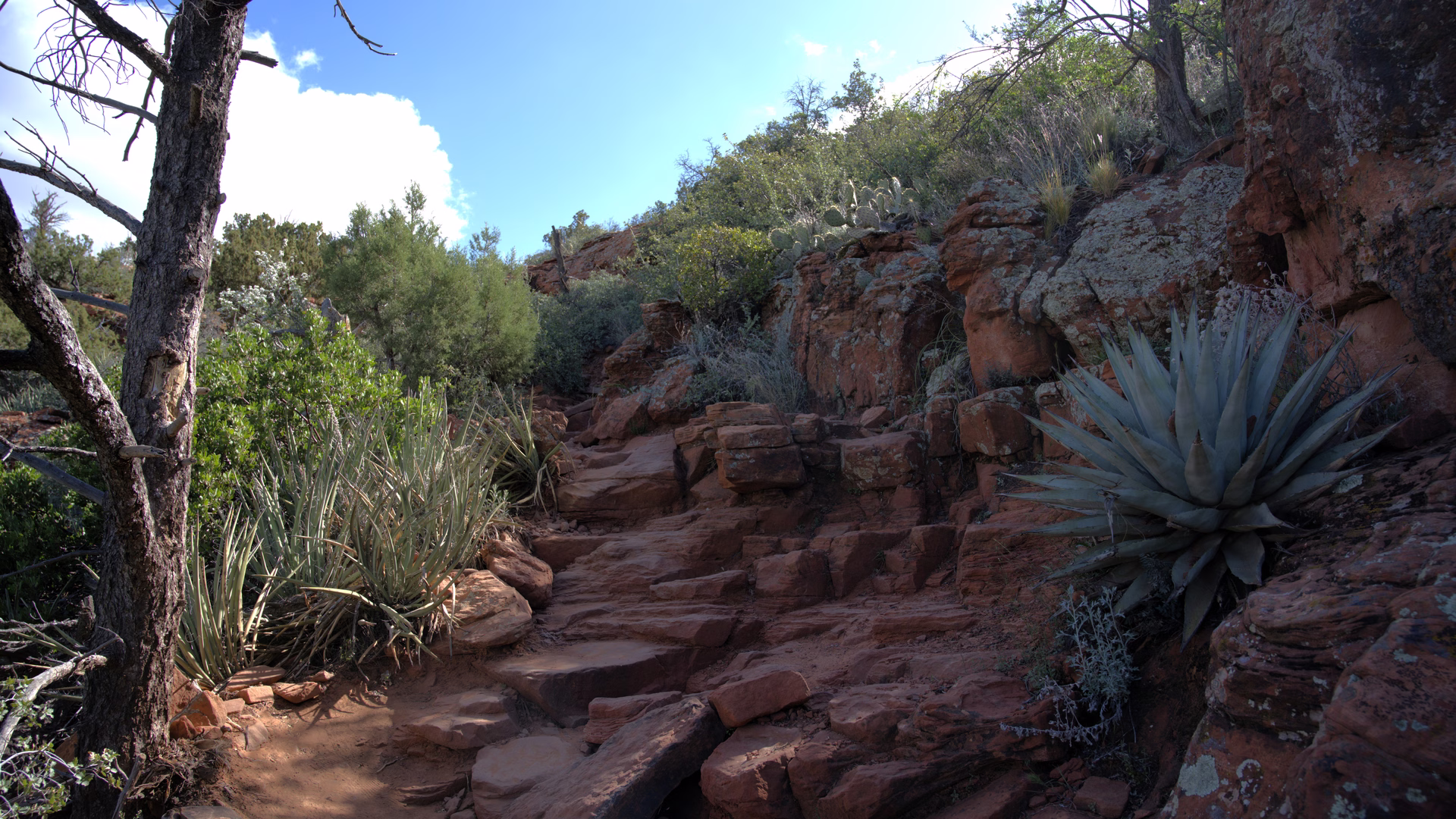 Doe Mountain Trail — photo 2