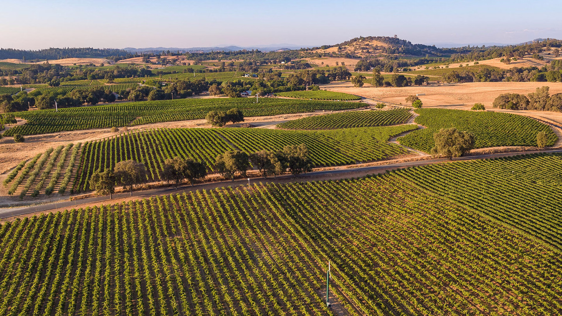 Terra d'Oro Winery — photo 2
