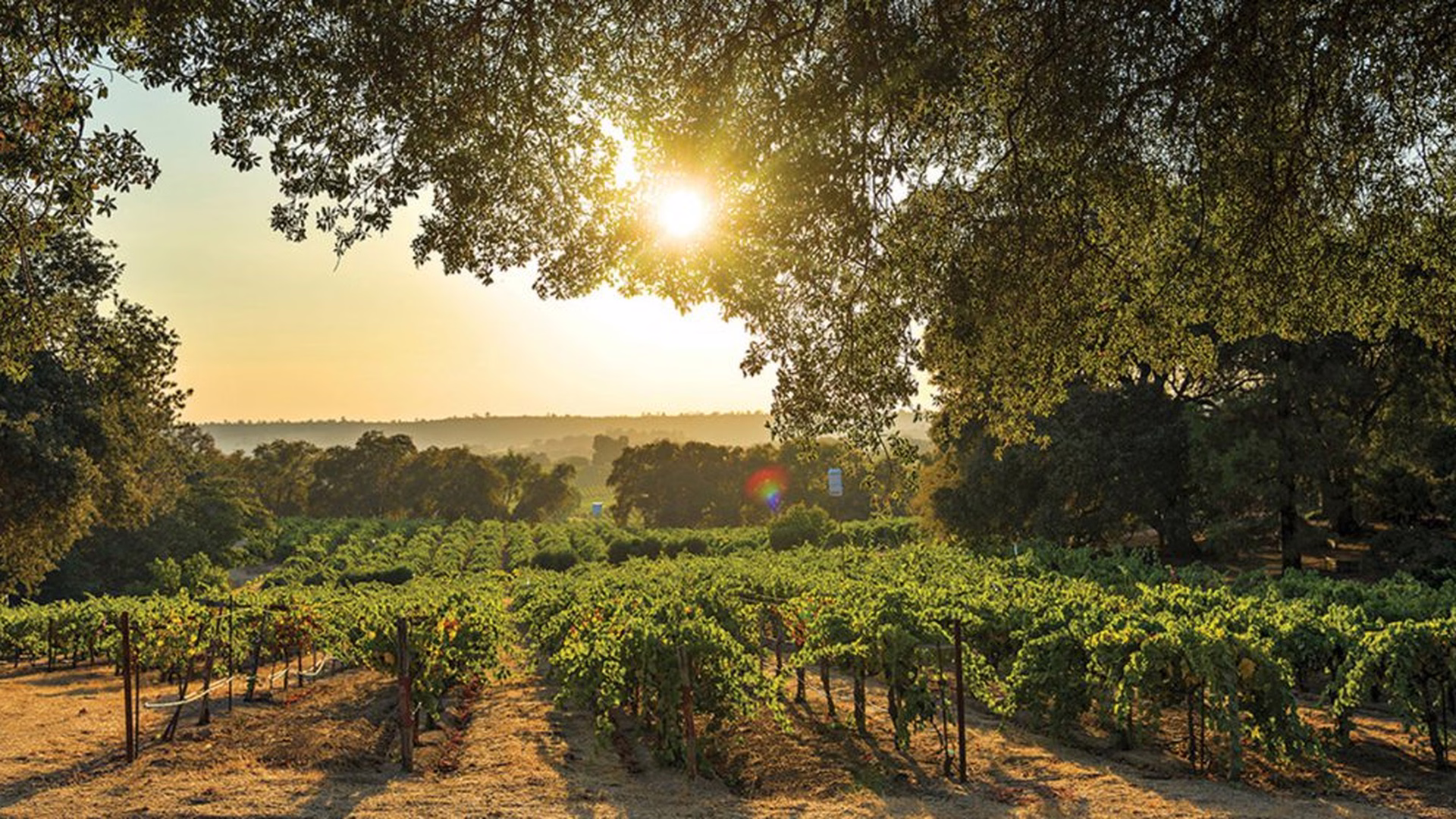 Terra d'Oro Winery — photo 1