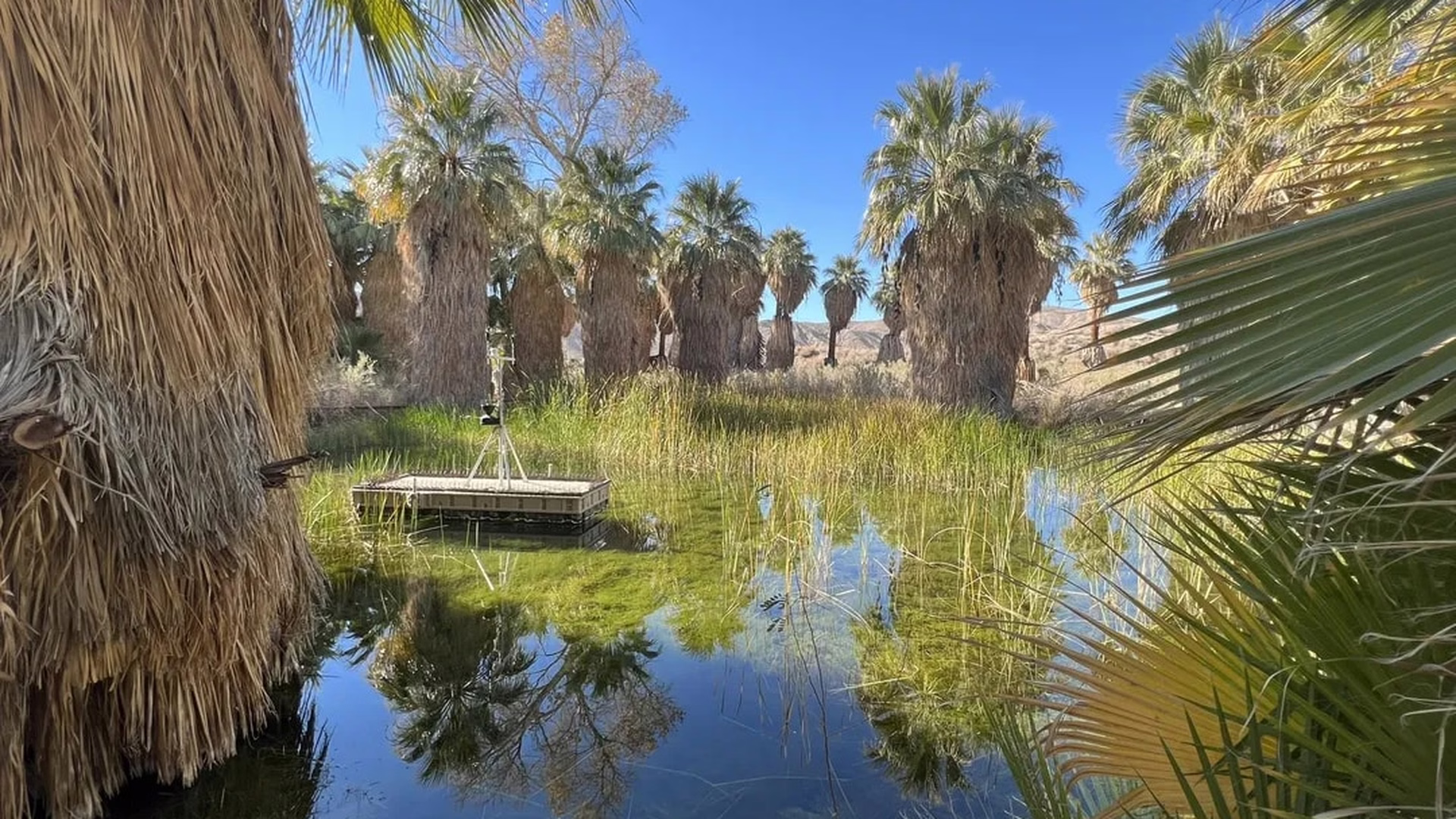 Coachella Valley Preserve — photo 1