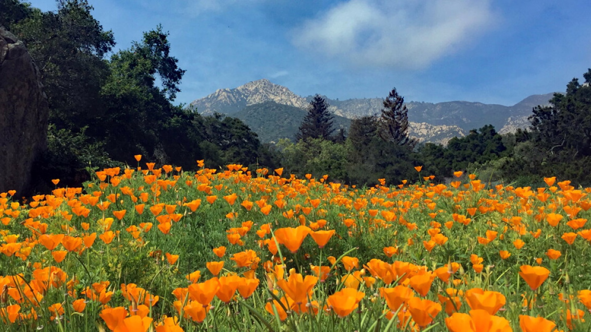 Santa Barbara Botanic Garden — photo 2
