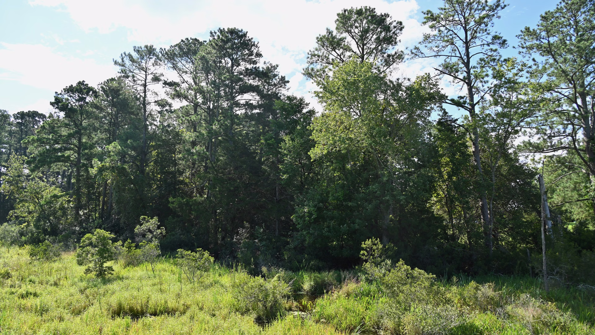 Island Drive (Jamestown Island Loop) — photo 1