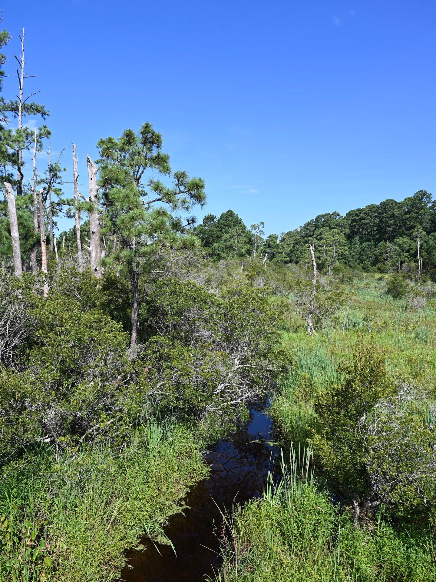 Island Drive (Jamestown Island Loop) — photo 2