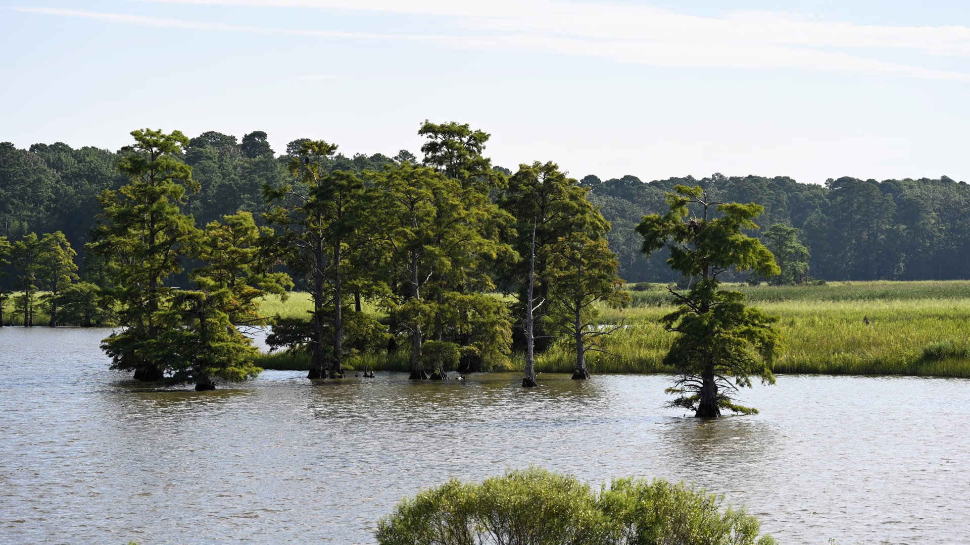 Island Drive (Jamestown Island Loop) — photo 4