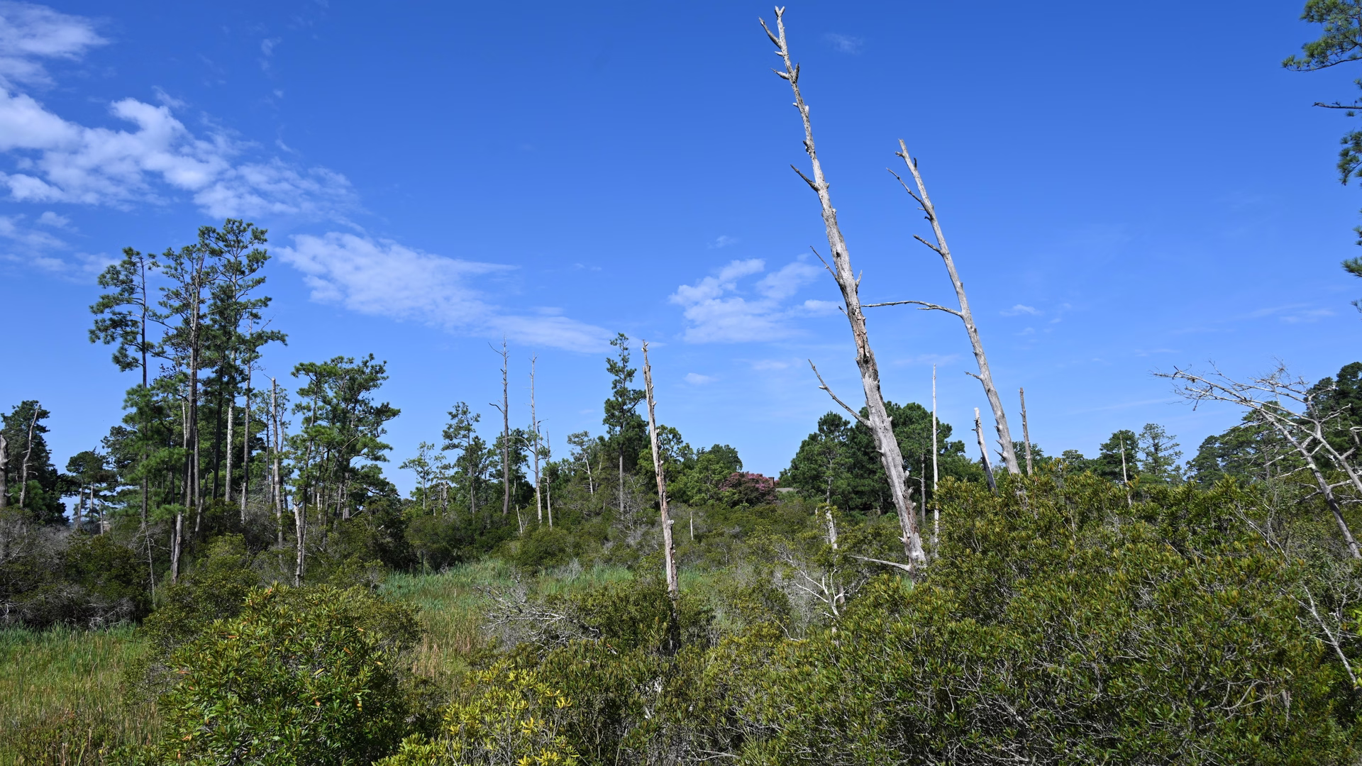 Island Drive (Jamestown Island Loop) — photo 3
