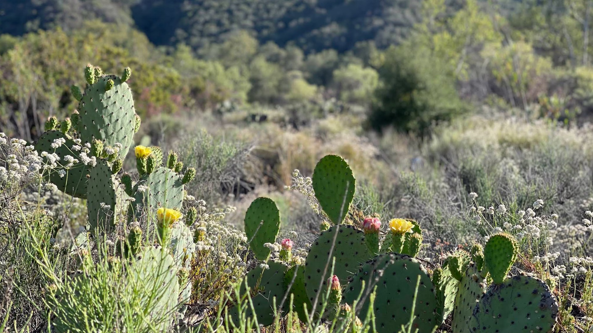 Ronald W. Caspers Wilderness Park — photo 2