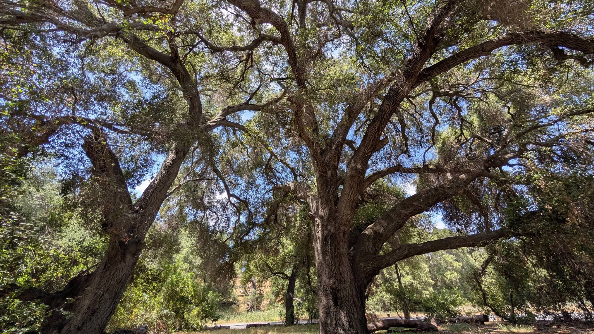 Ronald W. Caspers Wilderness Park — photo 1