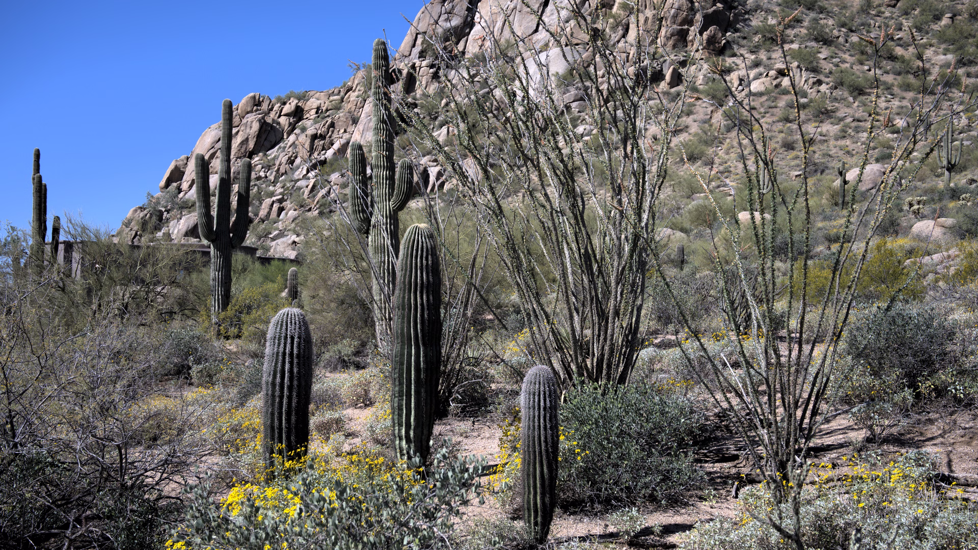 Pinnacle Peak Park — photo 3