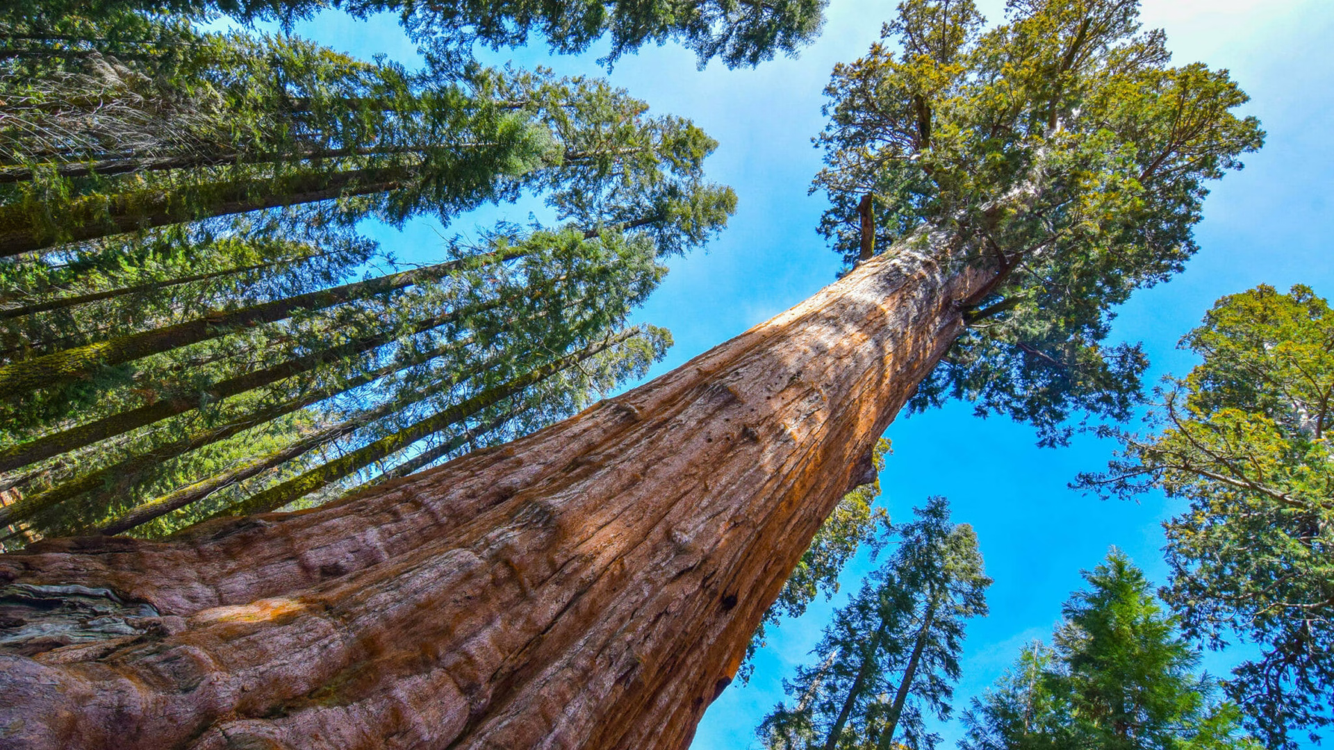 General Sherman Tree — photo 1