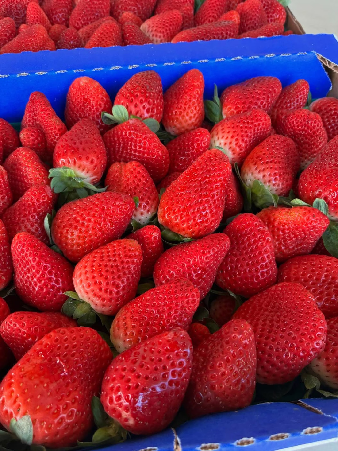 Knaus Berry Farm — photo 2