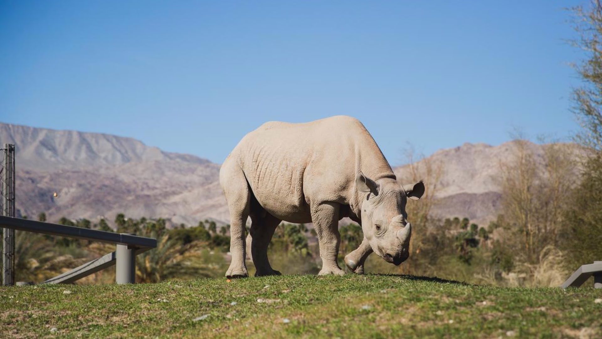 The Living Desert Zoo and Gardens — photo 1