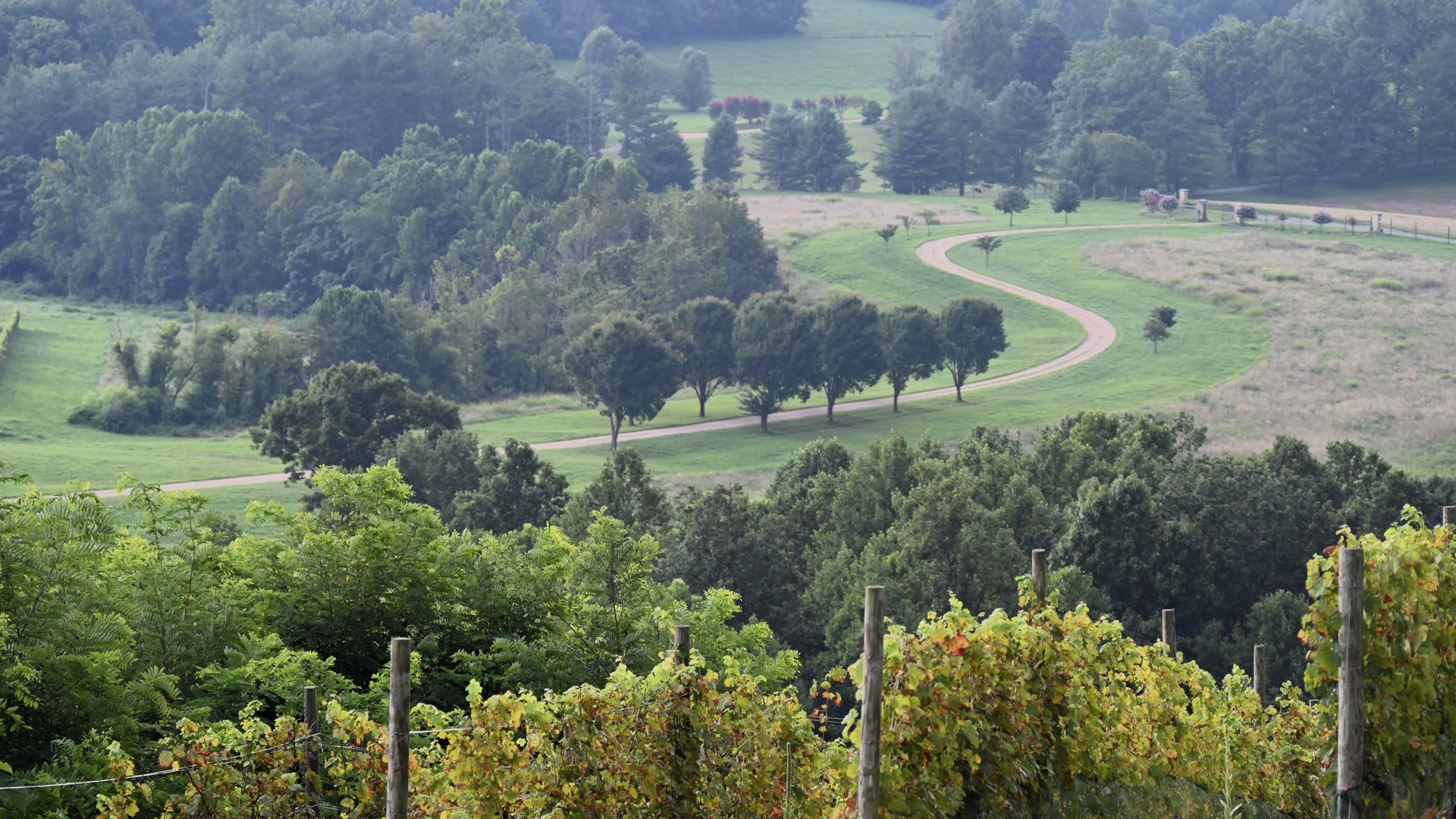 Hazy Mountain Vineyards & Brewery — photo 2
