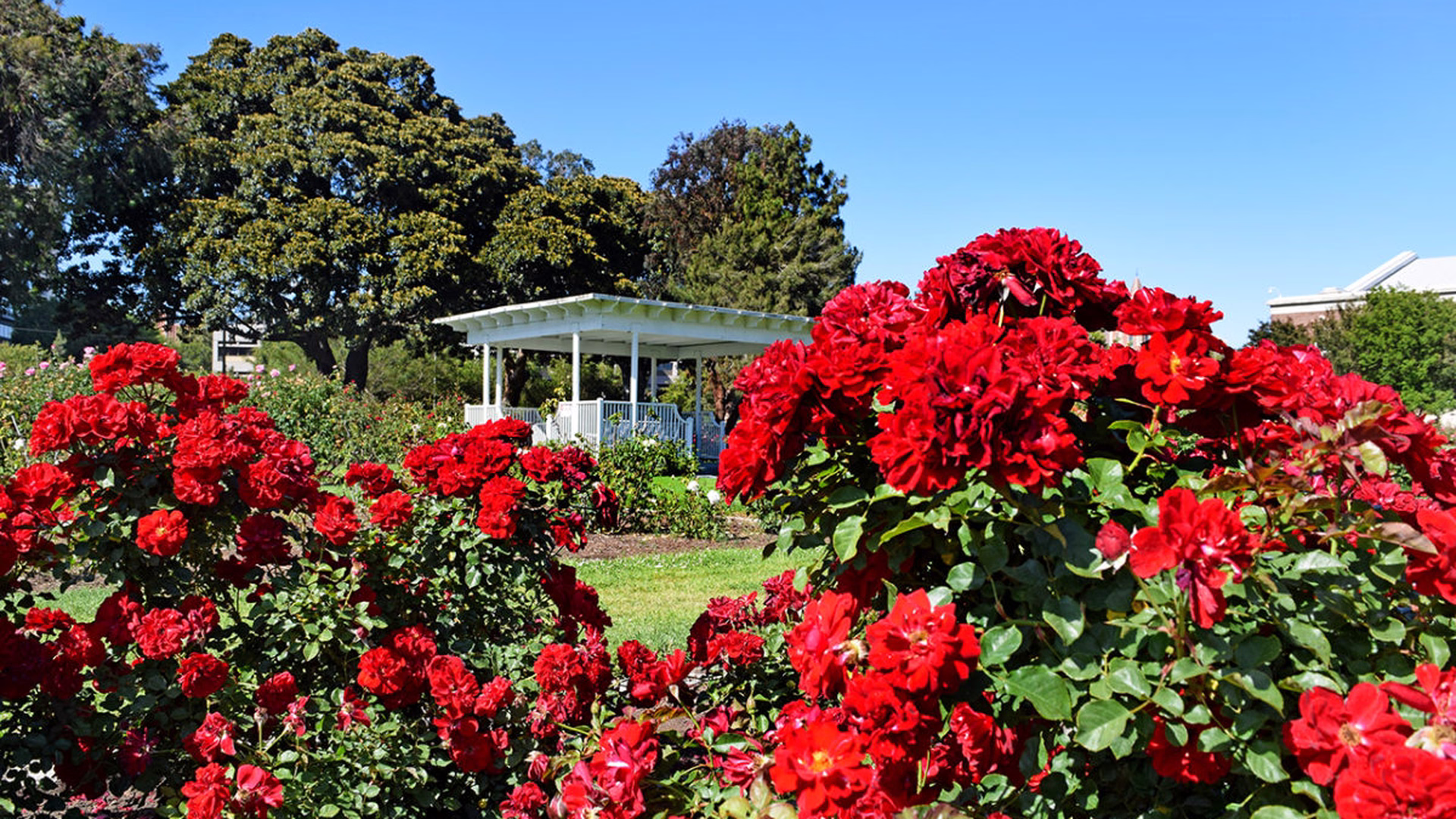Exposition Park Rose Garden — photo 1