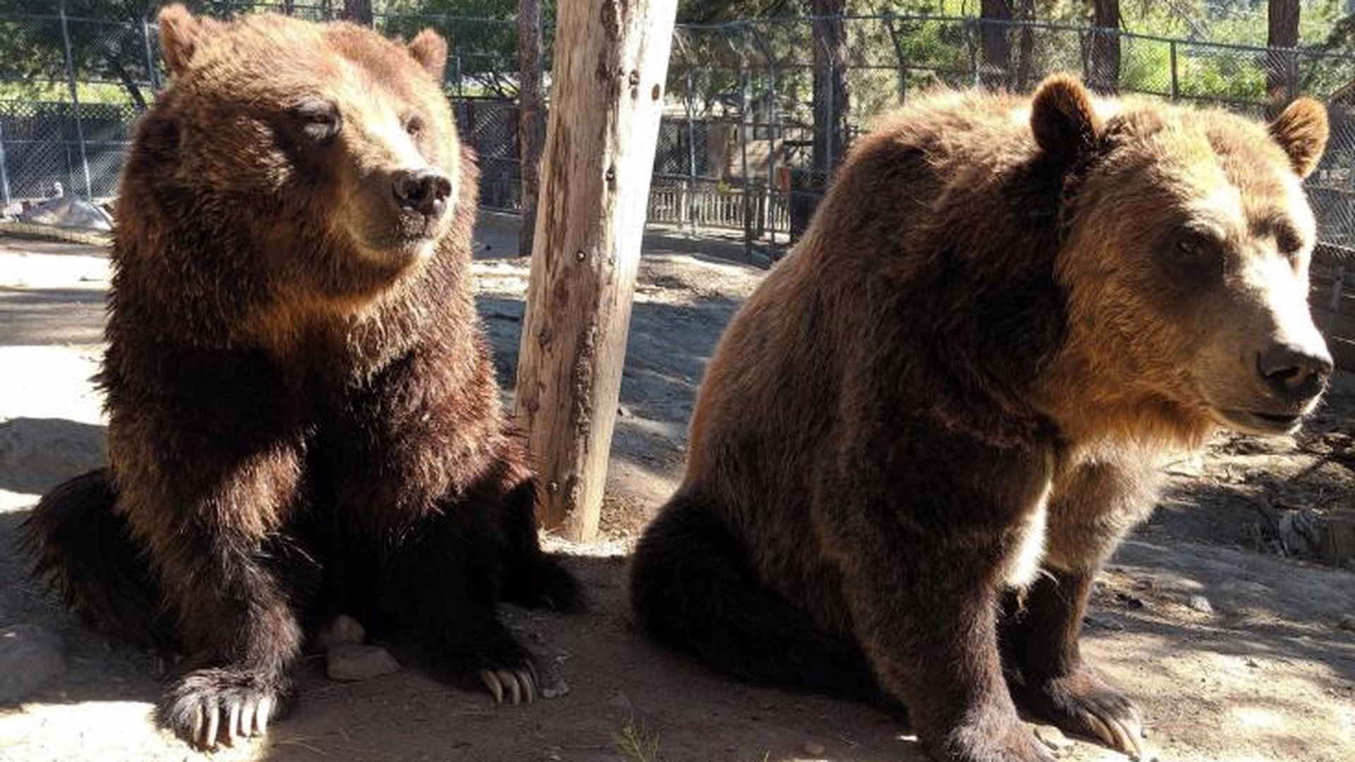 Big Bear Alpine Zoo — photo 1