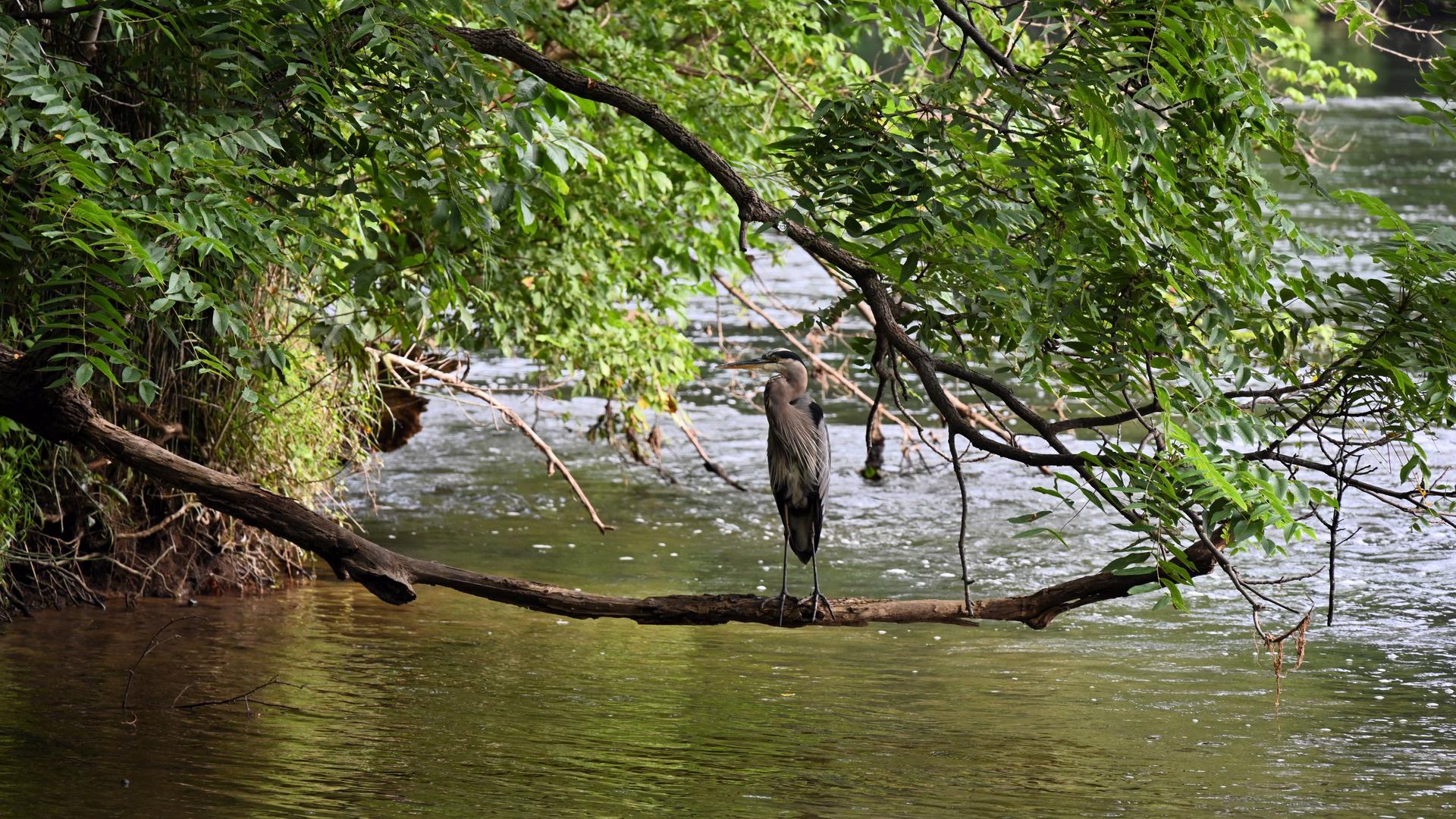 Shenandoah River State Park — photo 1