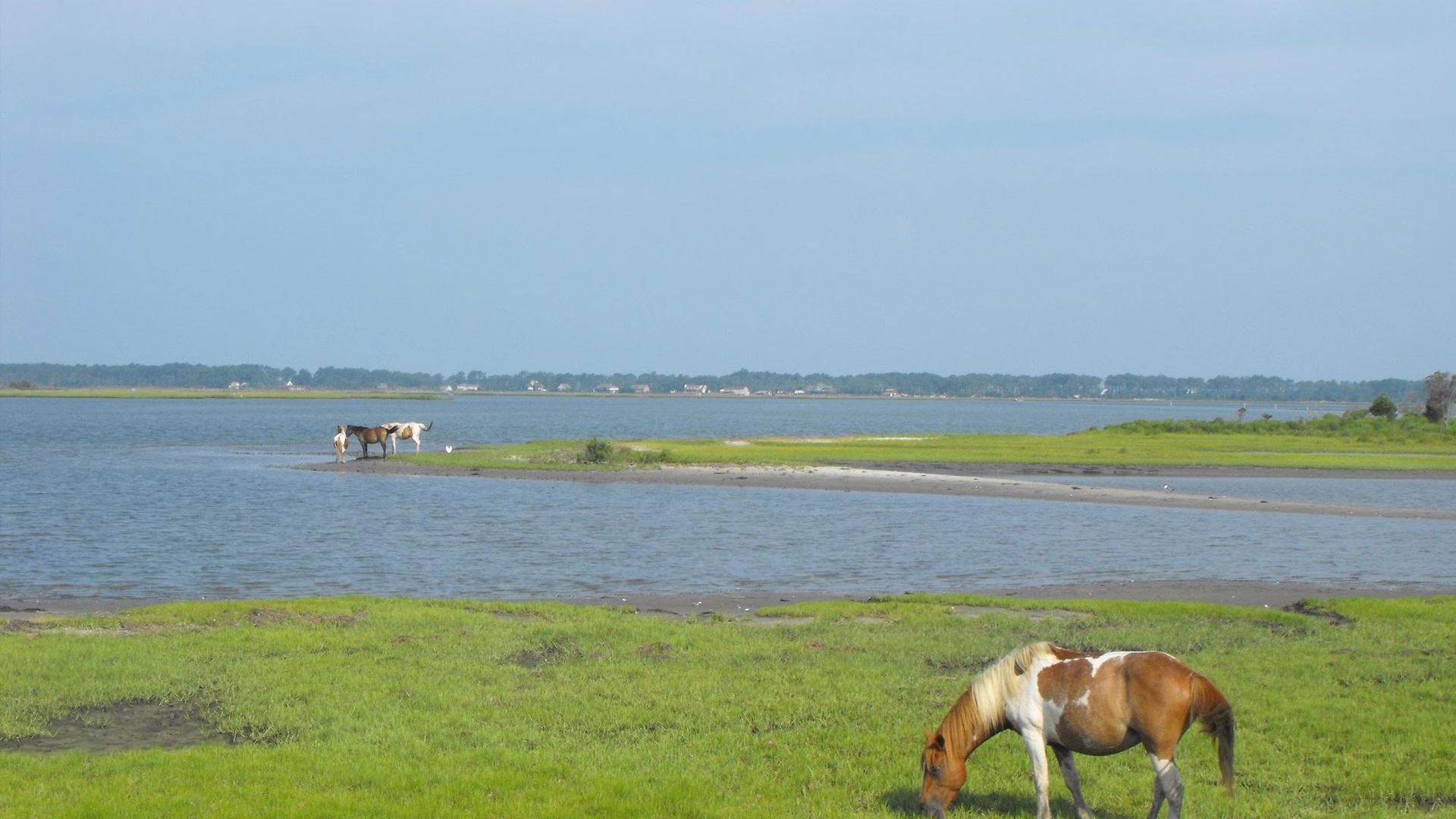 Chincoteague National Wildlife Refuge — photo 1
