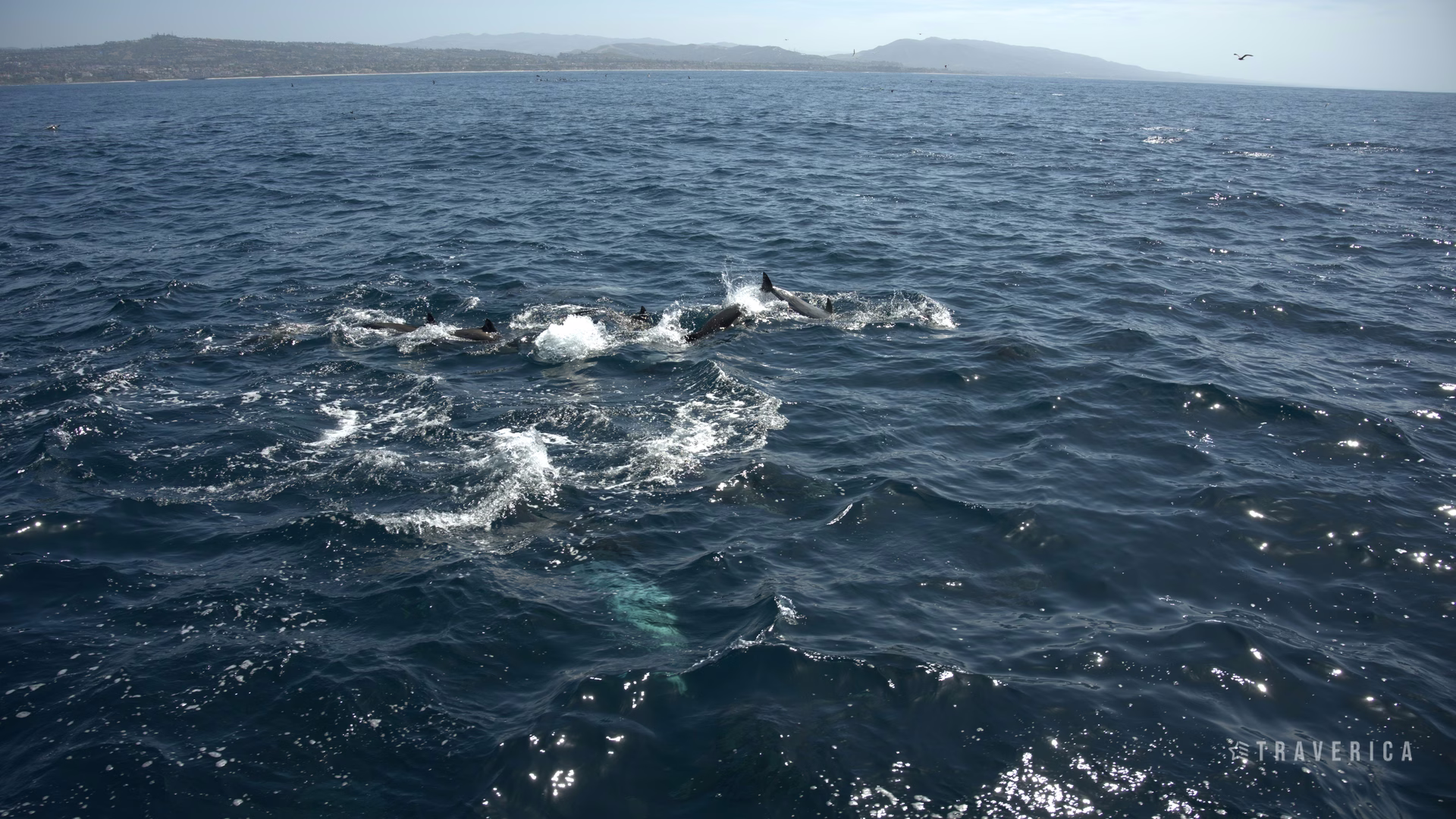 Capt. Dave's Dolphin & Whale Watching Safari — photo 1