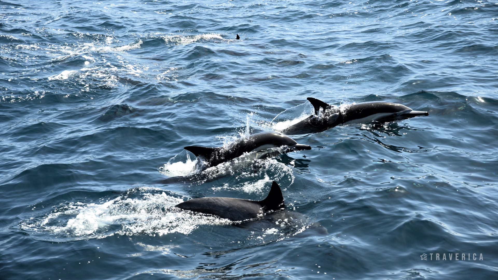 Capt. Dave's Dolphin & Whale Watching Safari