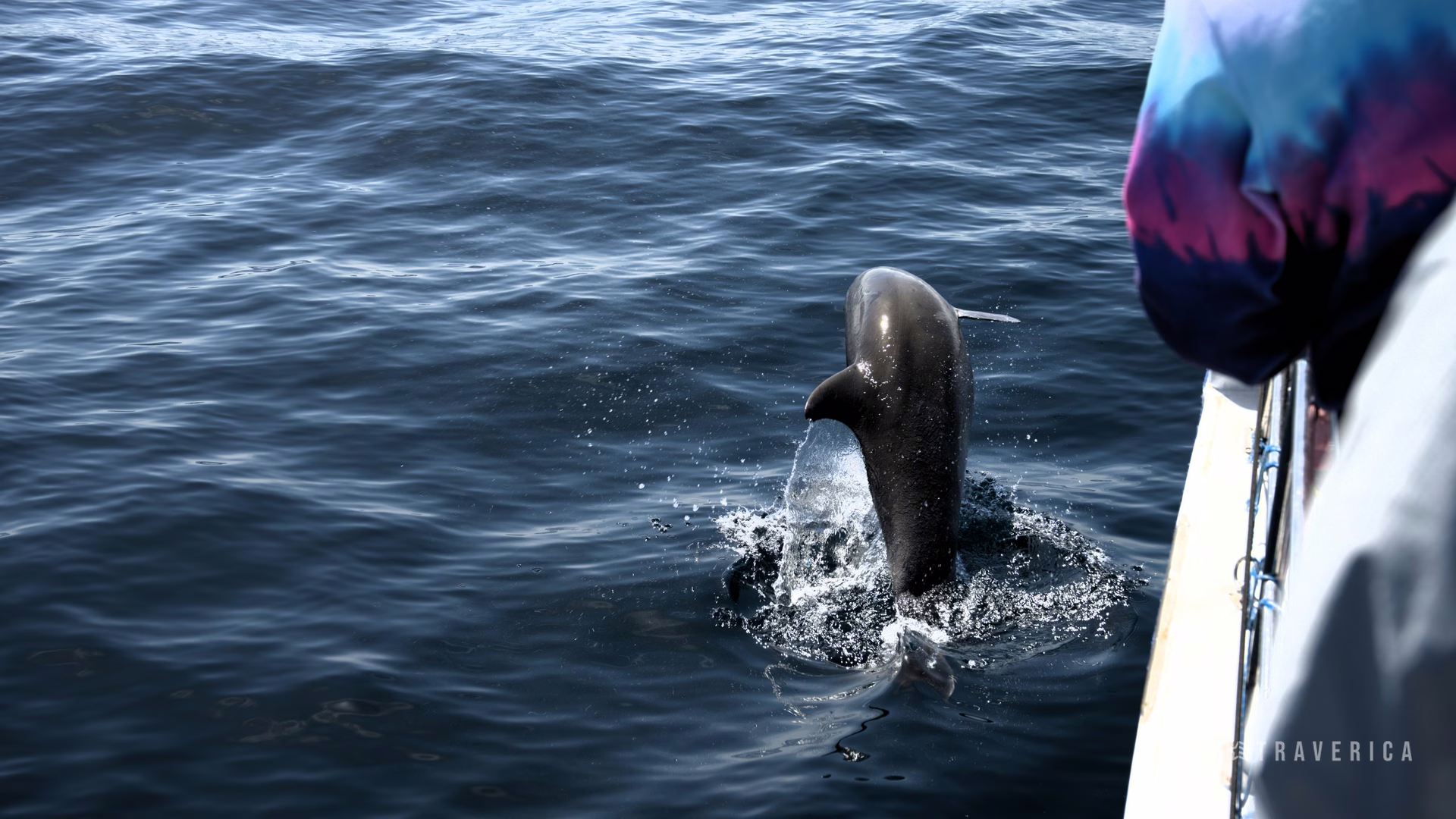 Capt. Dave's Dolphin & Whale Watching Safari — photo 4
