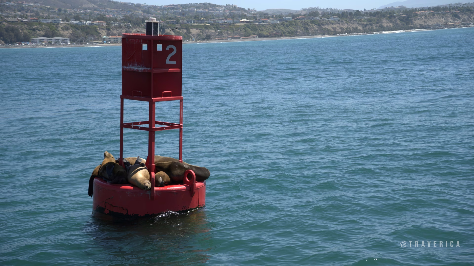 Capt. Dave's Dolphin & Whale Watching Safari — photo 2