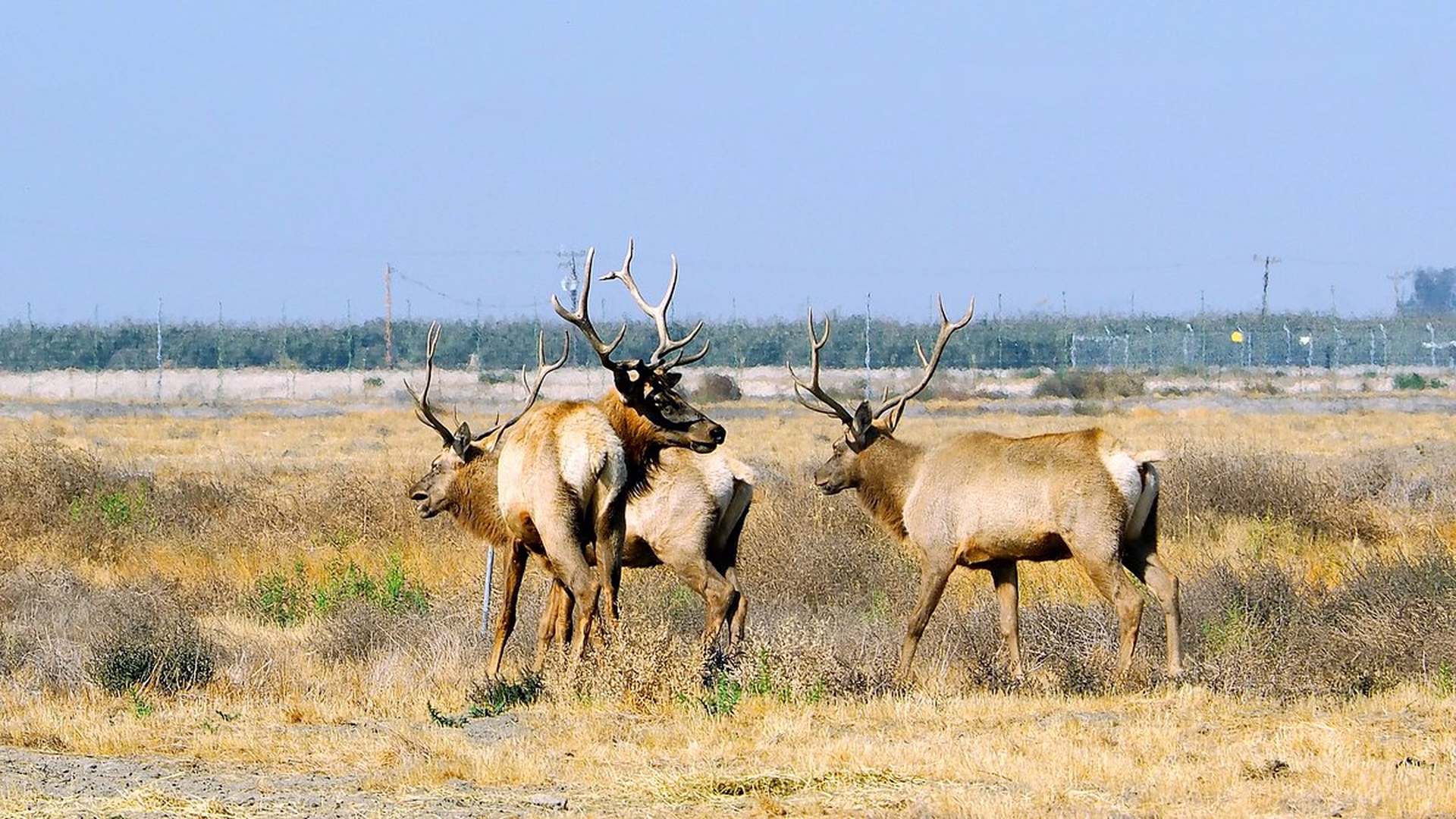 Tule Elk State Natural Reserve — photo 2