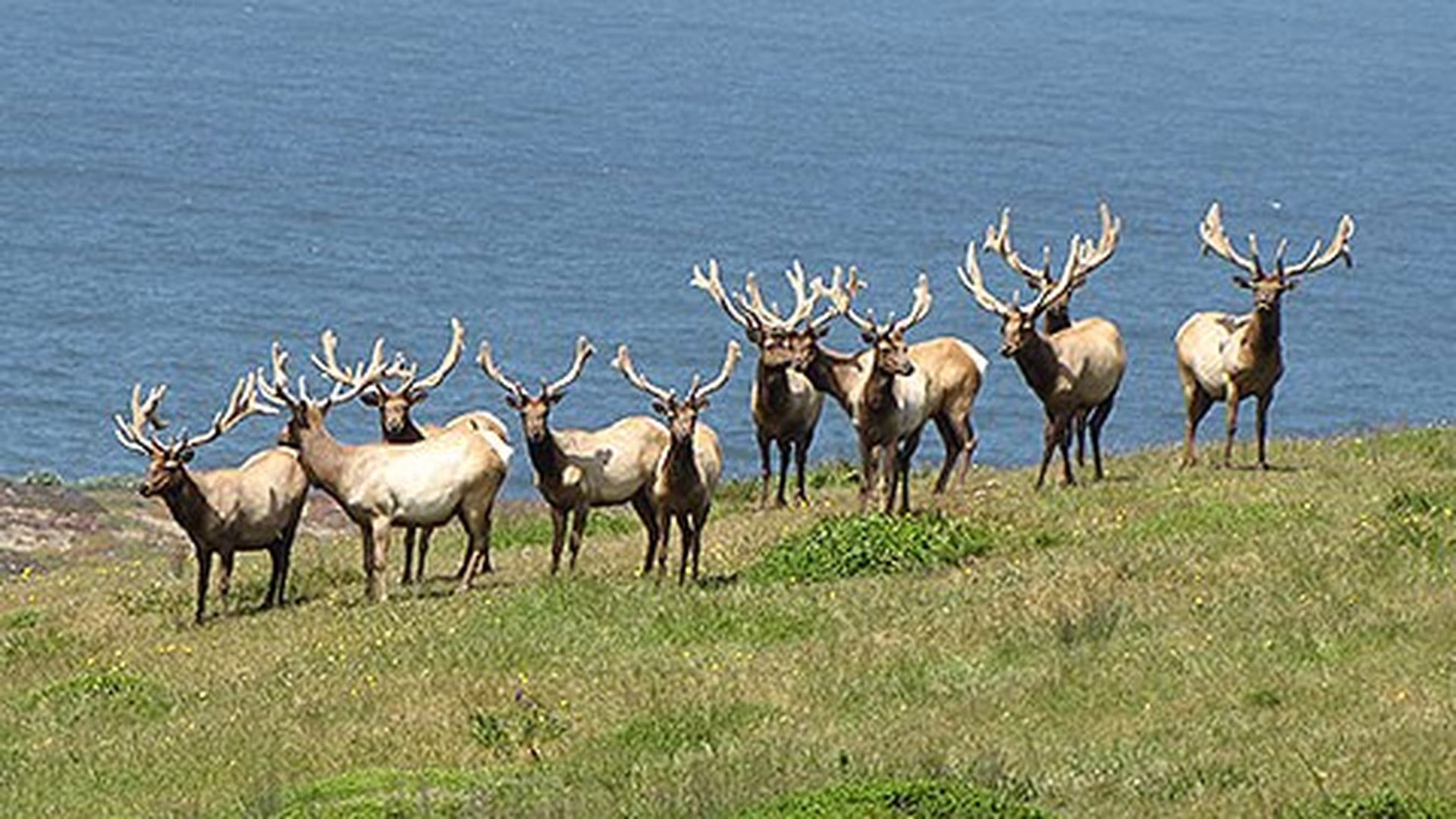 Tule Elk State Natural Reserve — photo 1