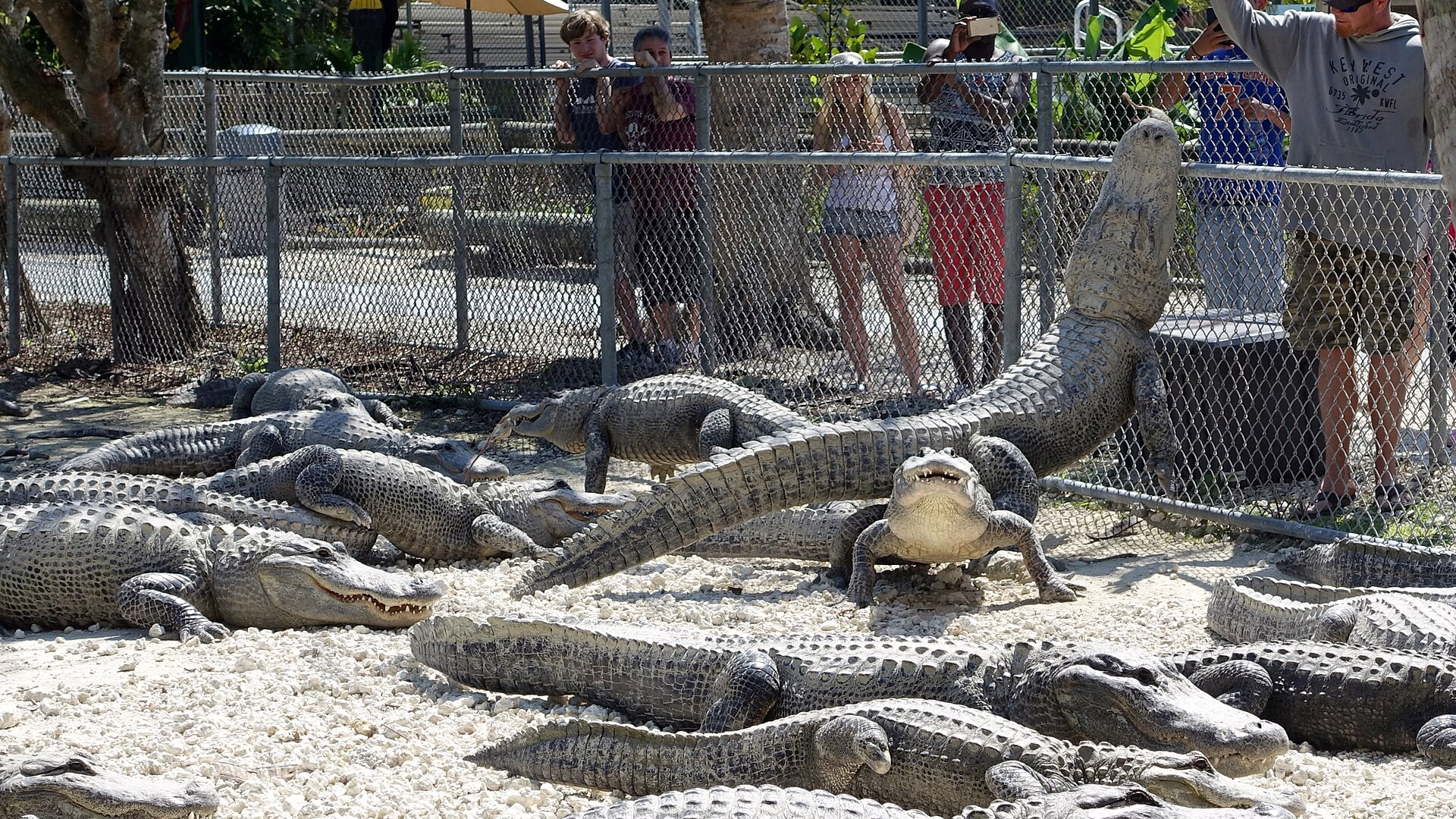 Everglades Alligator Farm — photo 1