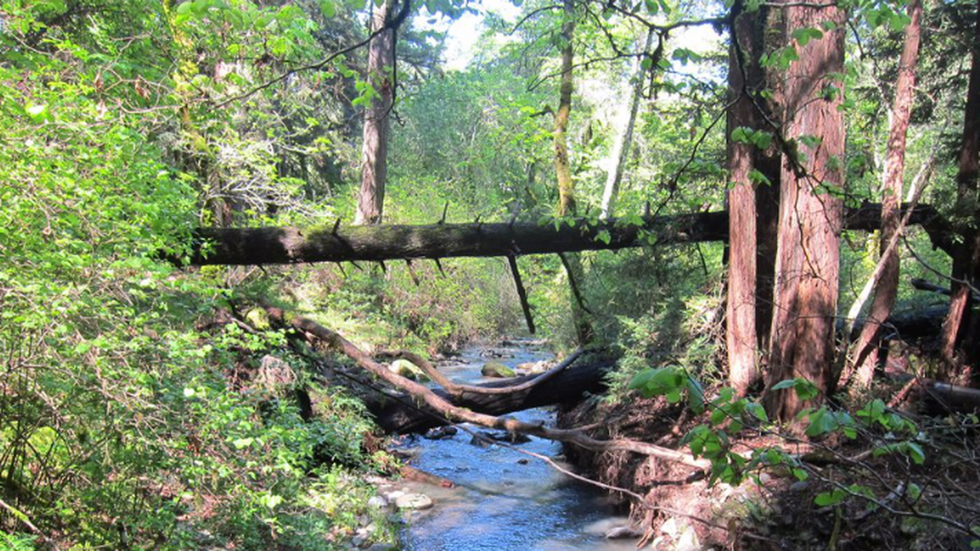 Bothe-Napa Valley State Park — photo 2