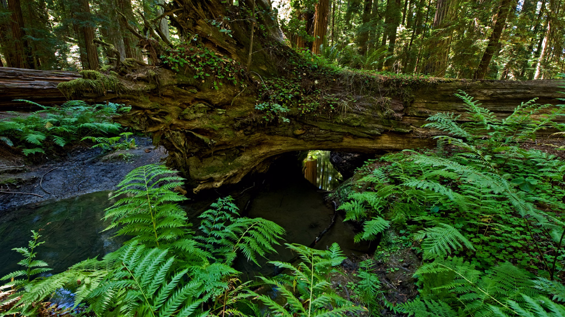 Montgomery Woods State Natural Reserve — photo 2