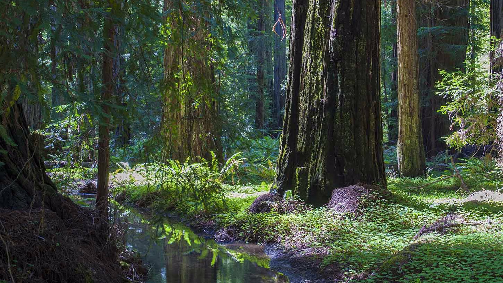Montgomery Woods State Natural Reserve — photo 1