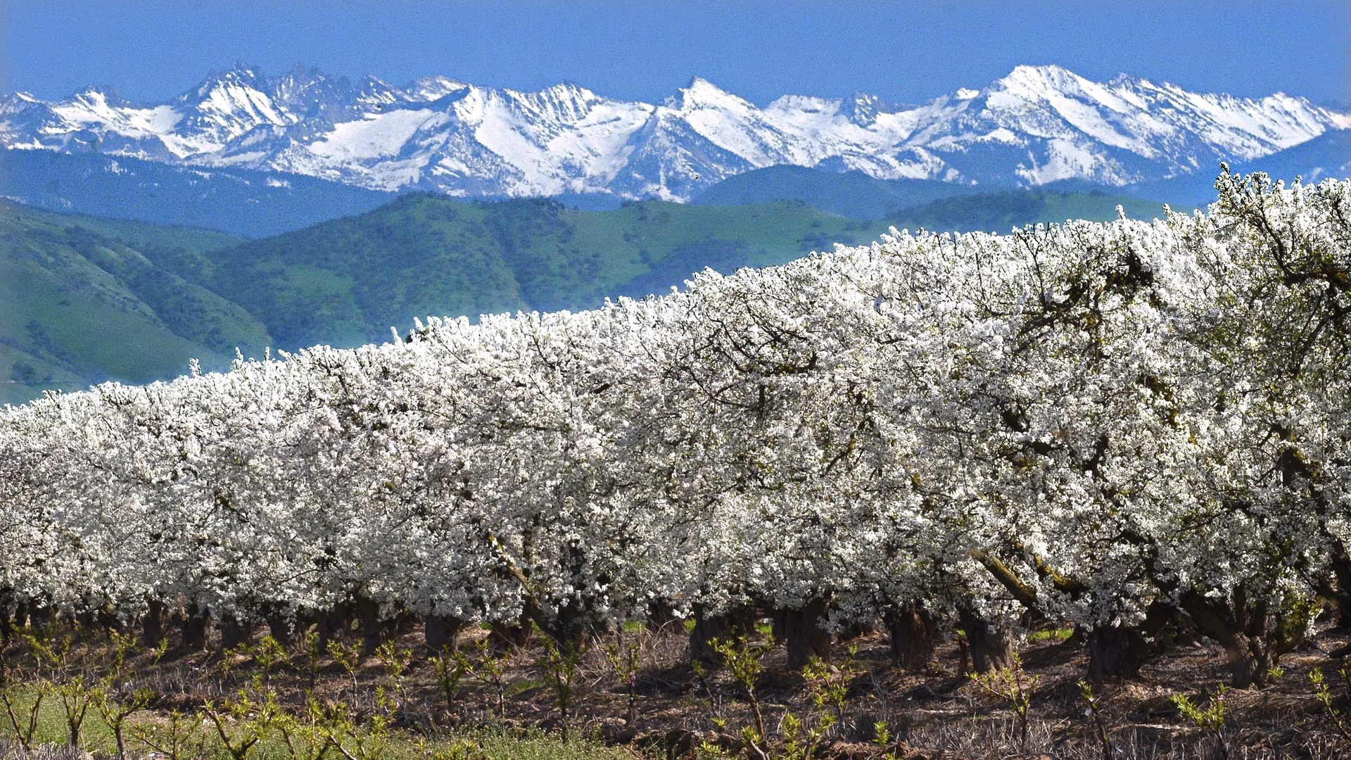 Fresno County Blossom Trail — photo 1