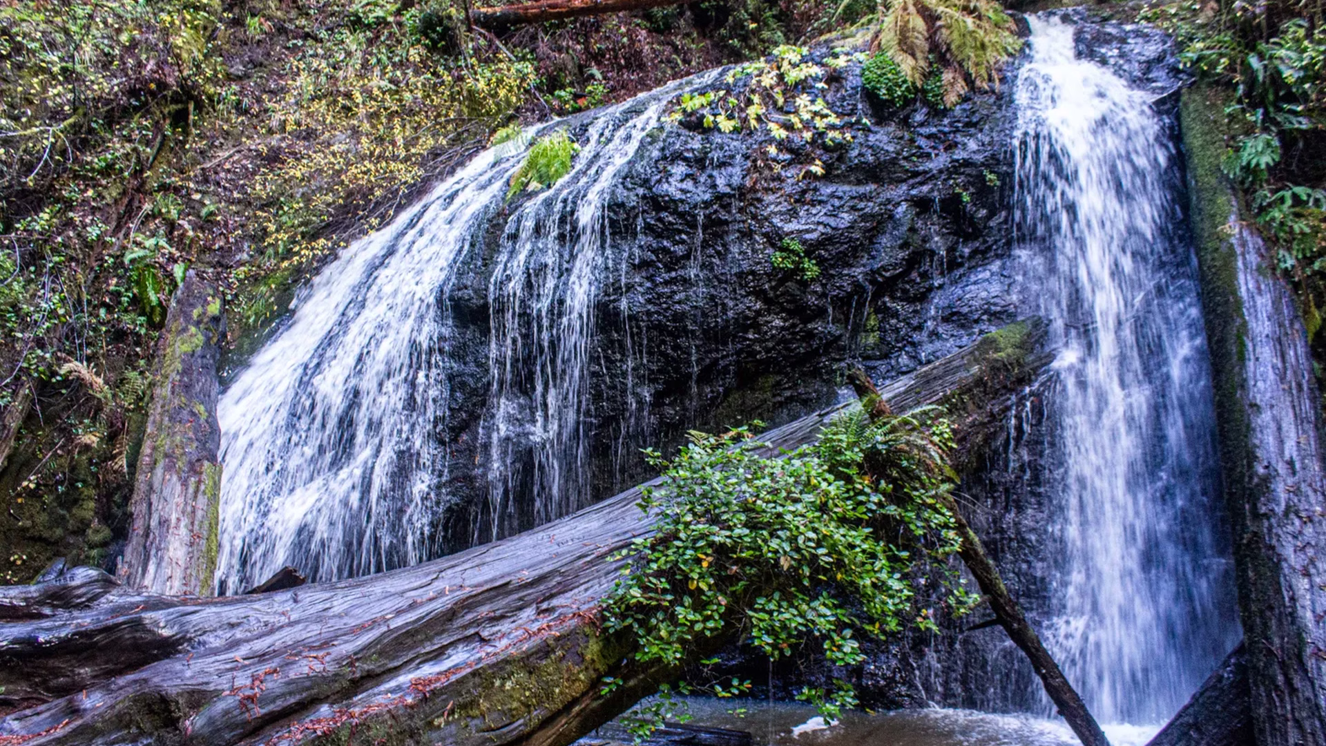Russian Gulch State Park — photo 1