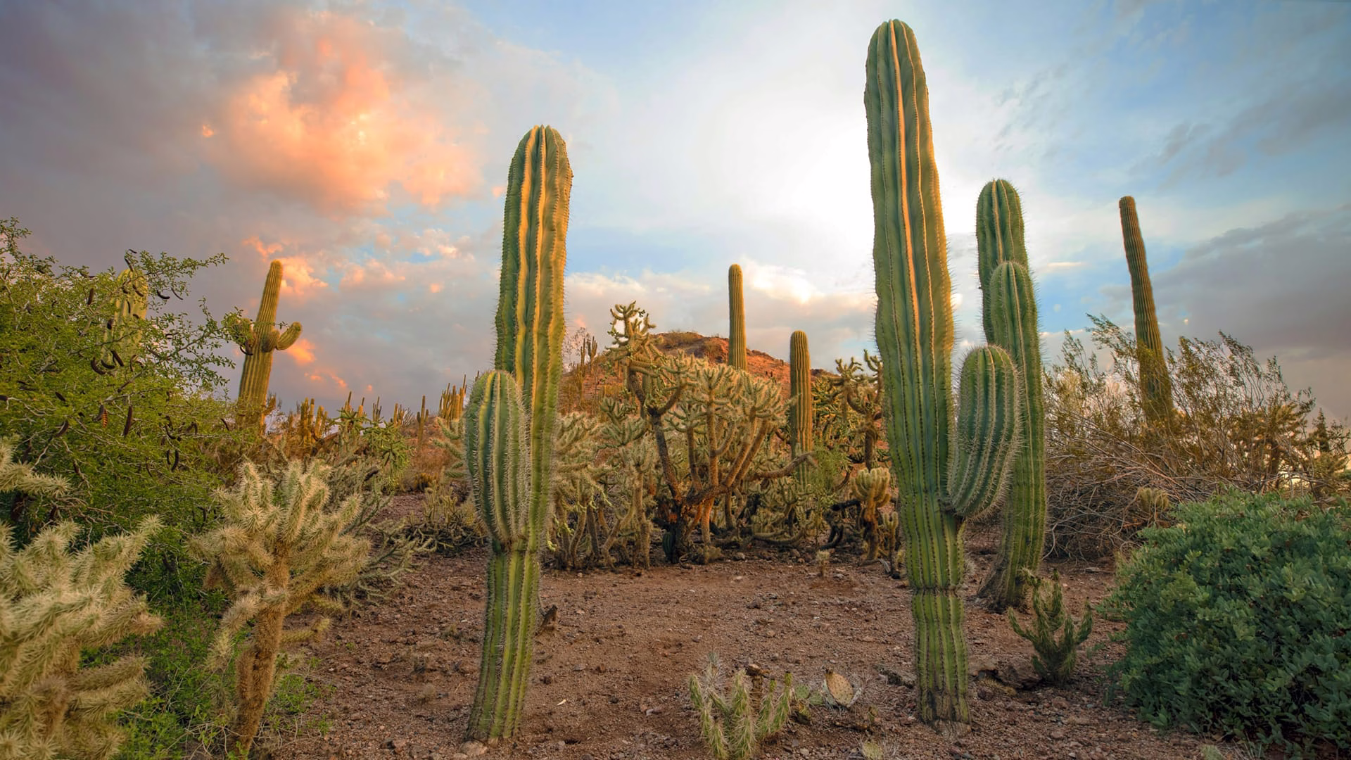 Desert Botanical Garden — photo 2