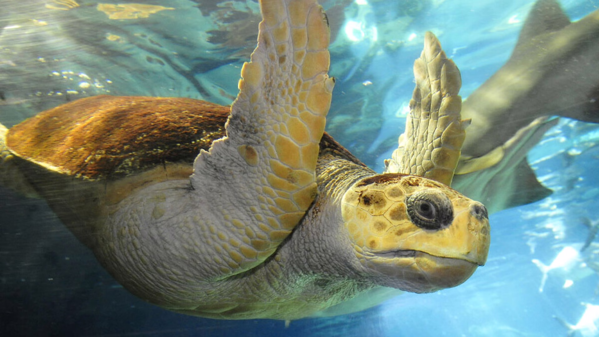 New York Aquarium — photo 1