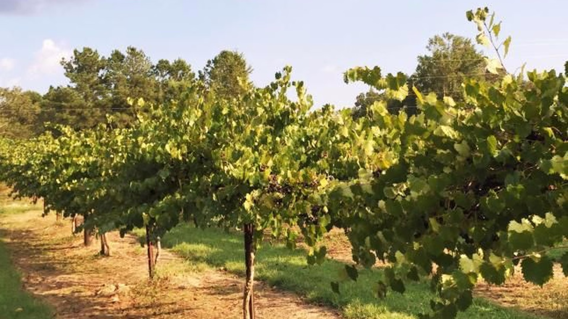 Cloer Family Vineyards — photo 2