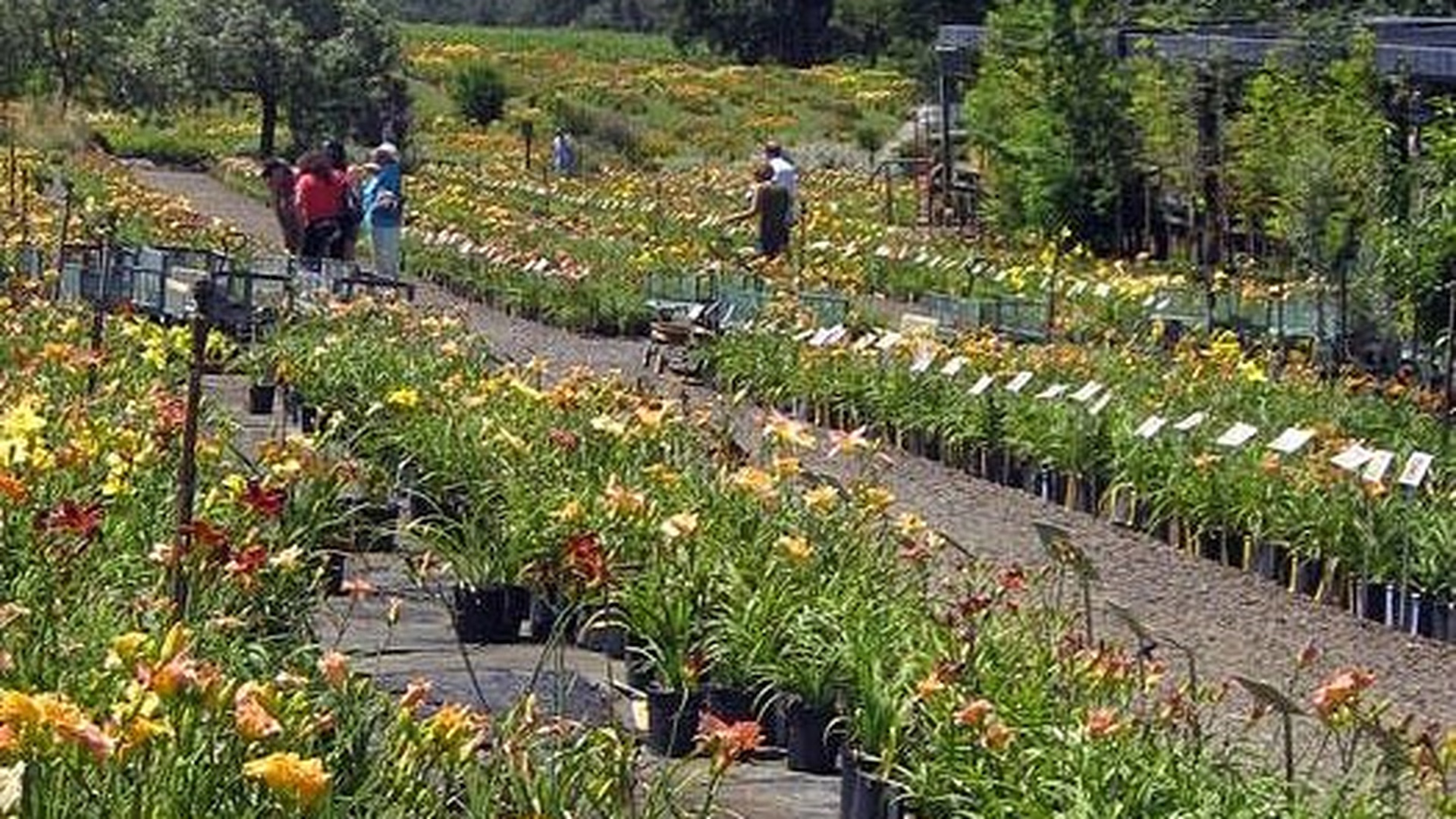 Amador Flower Farm — photo 2