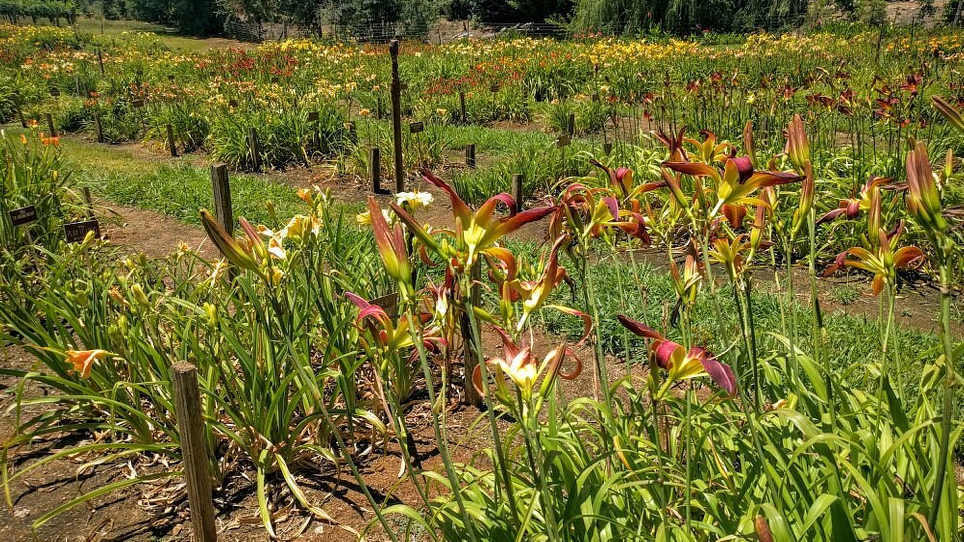 Amador Flower Farm — photo 1