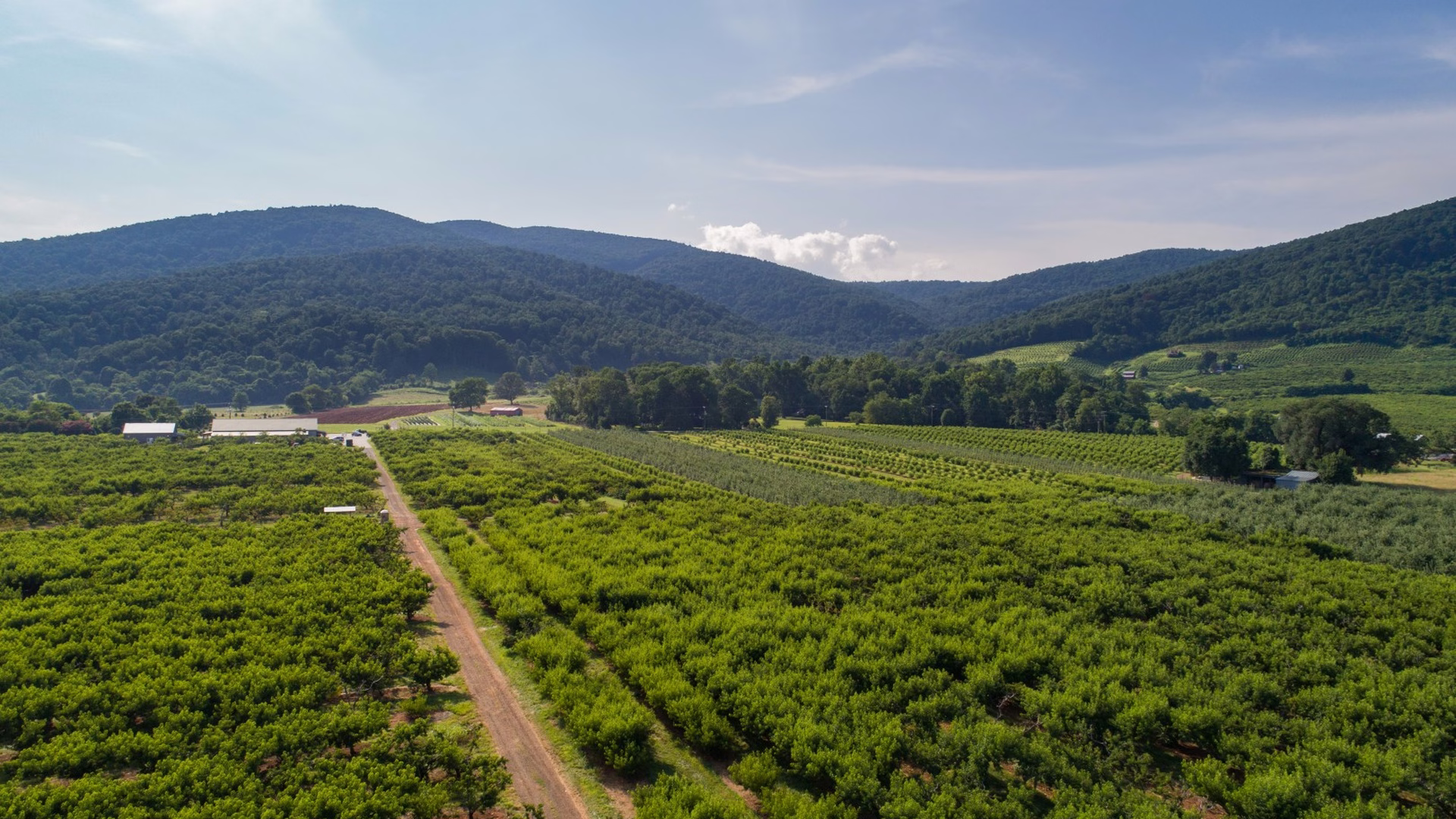 Chiles Peach Orchard and Farm Market — photo 1